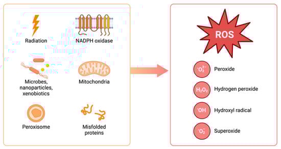 Sources of ROS generation.