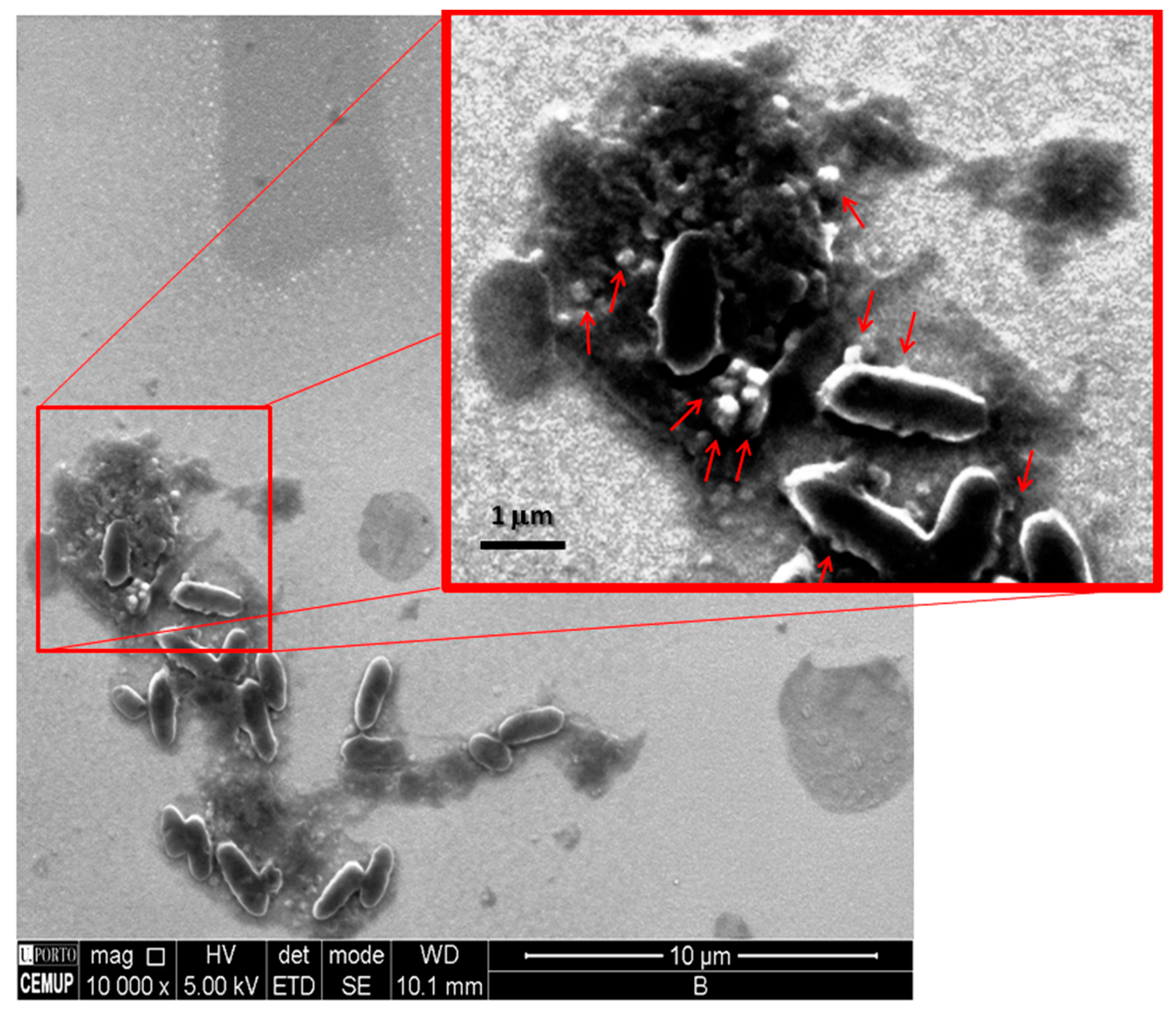 Surfaces 06 00009 g005