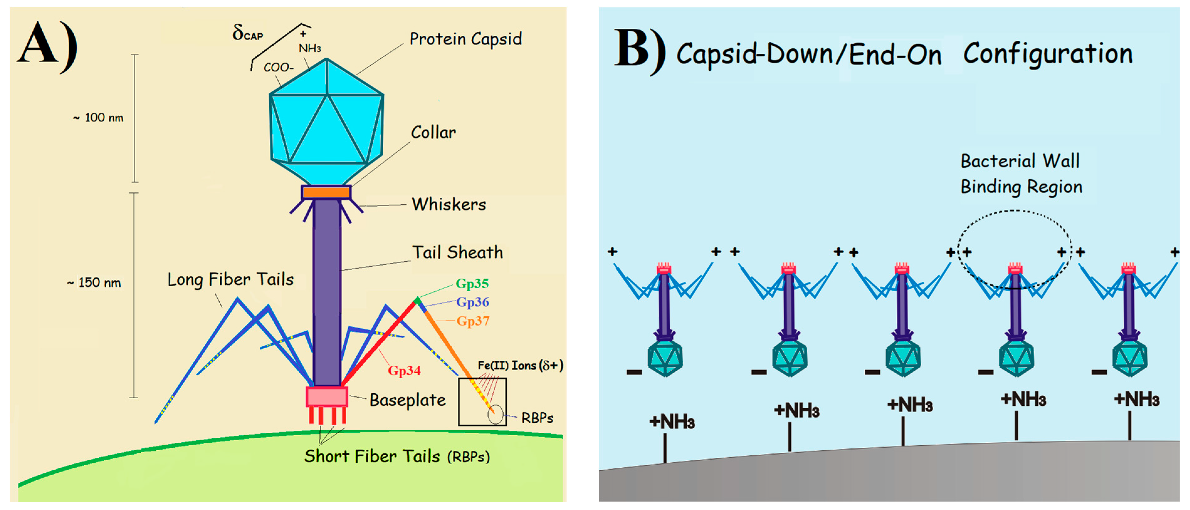 Surfaces 06 00009 sch001