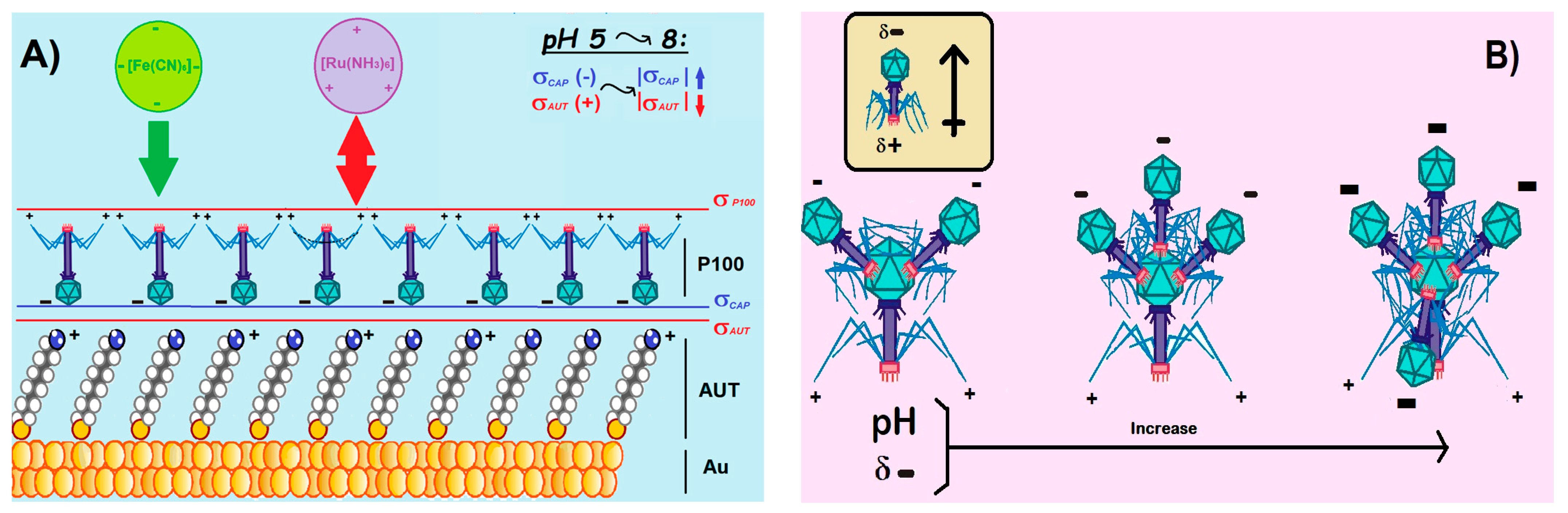 Surfaces 06 00009 sch002
