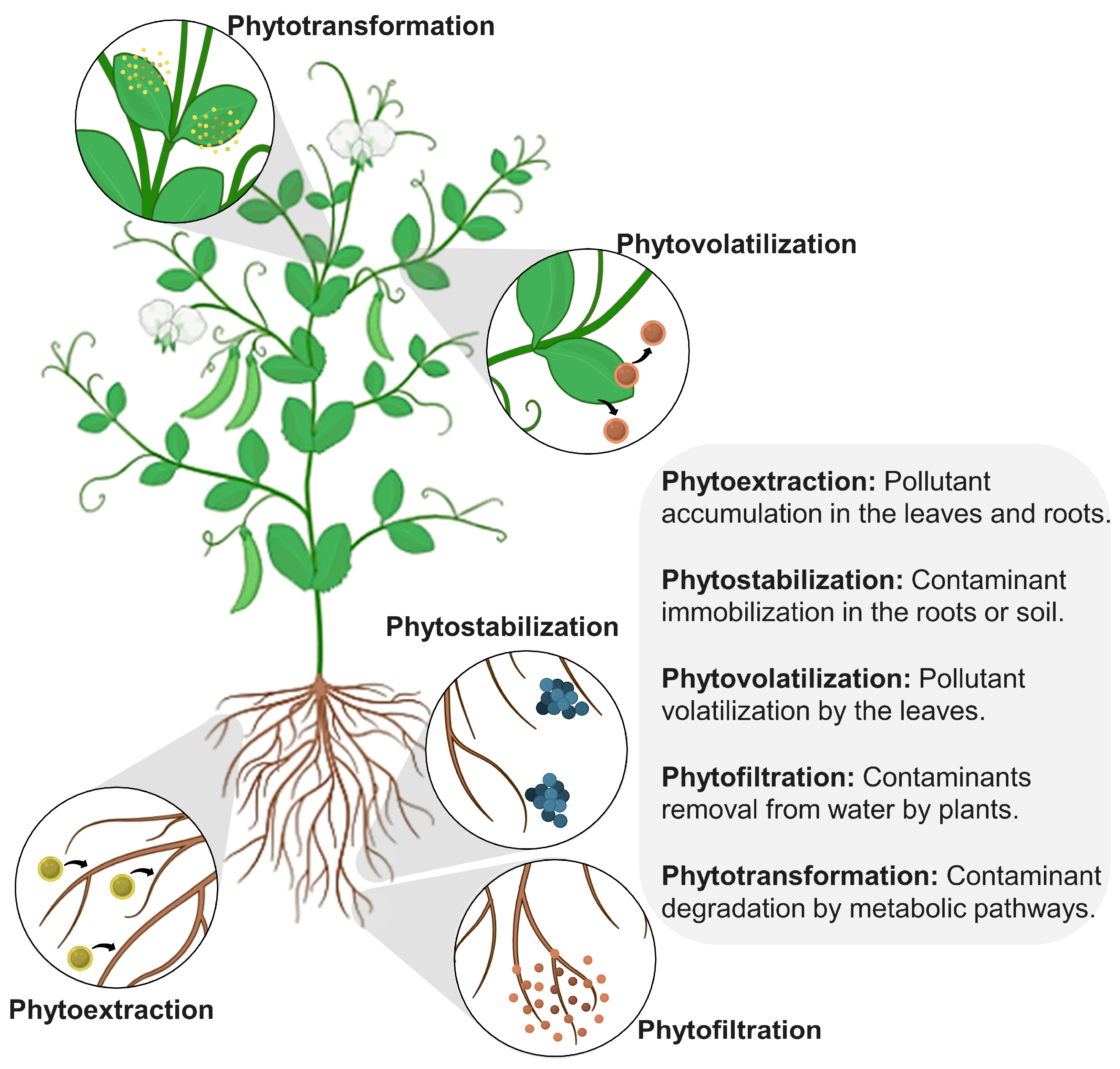 Surfaces 07 00005 g008