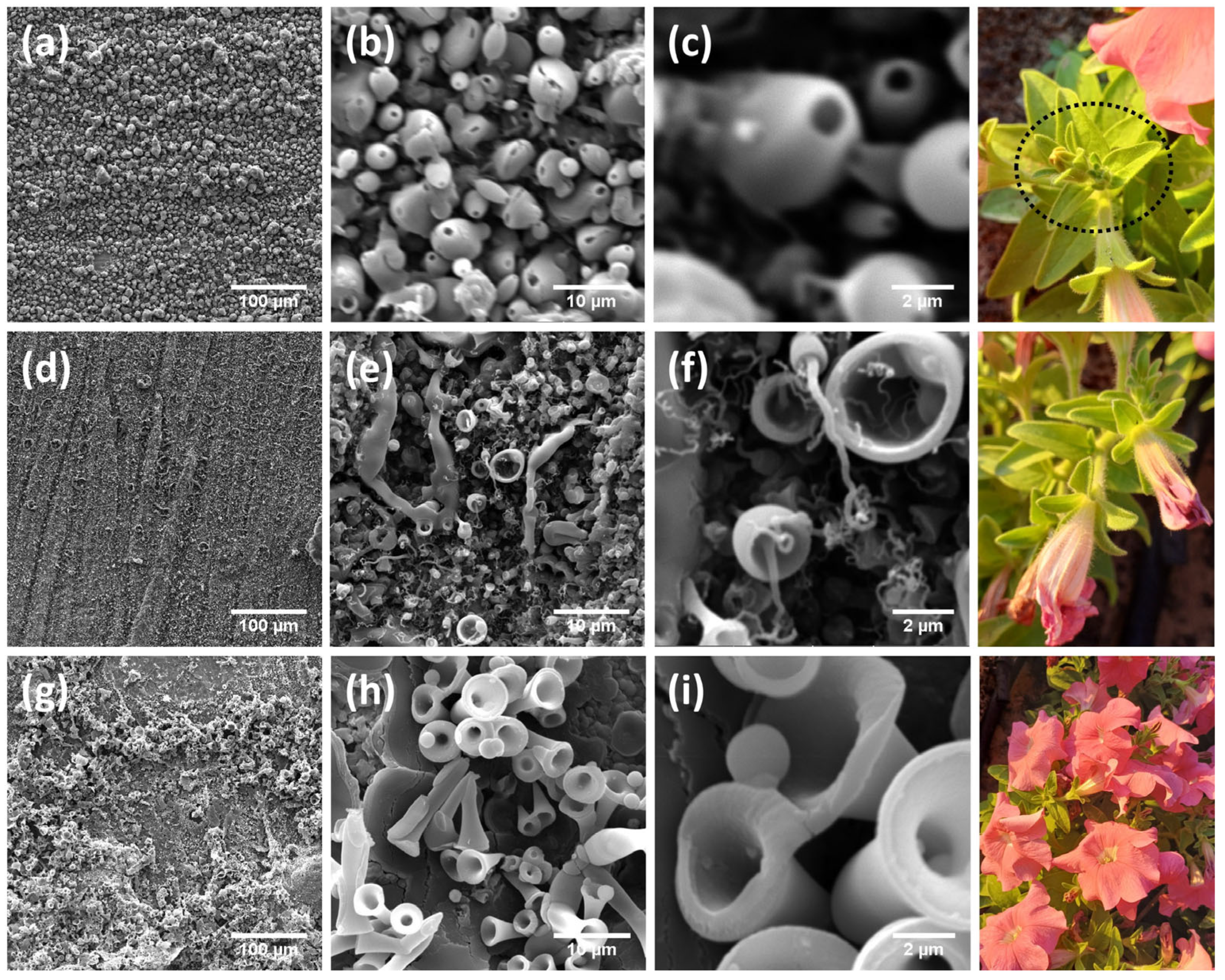 Surfaces 08 00042 g003