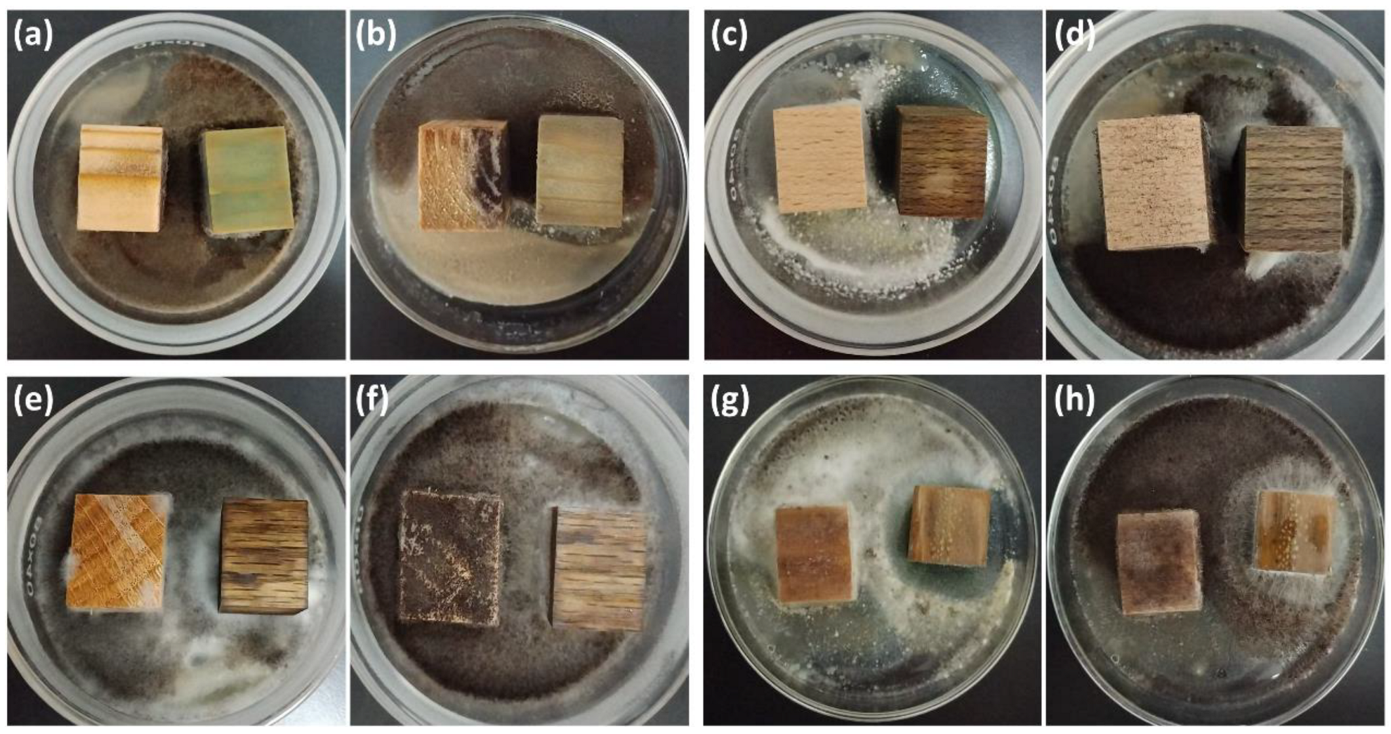 Surfaces 08 00066 g008