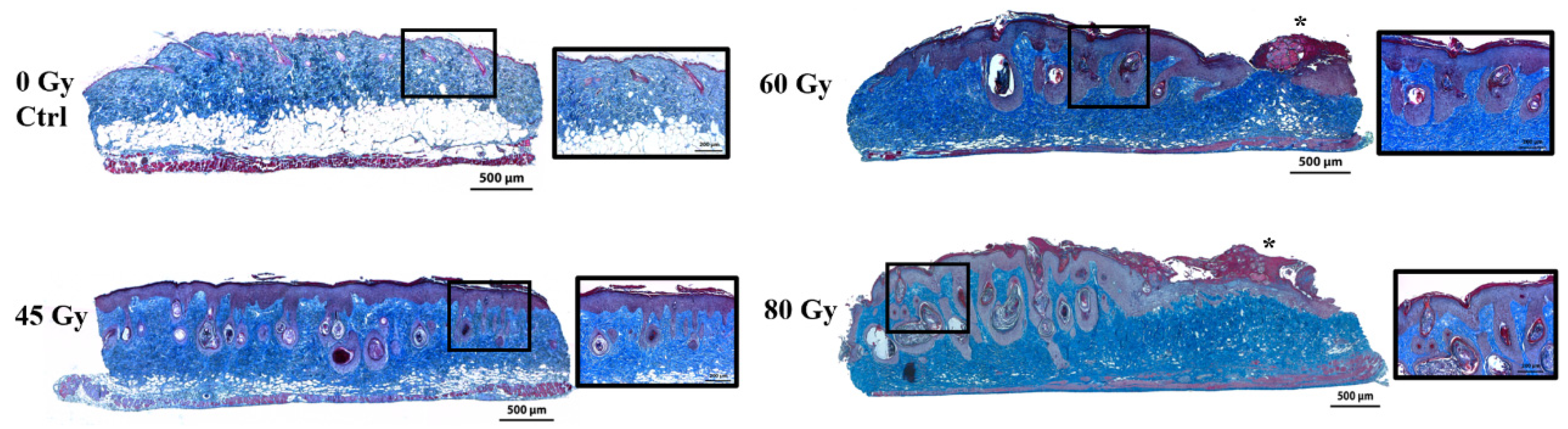 Surgeries 02 00004 g003