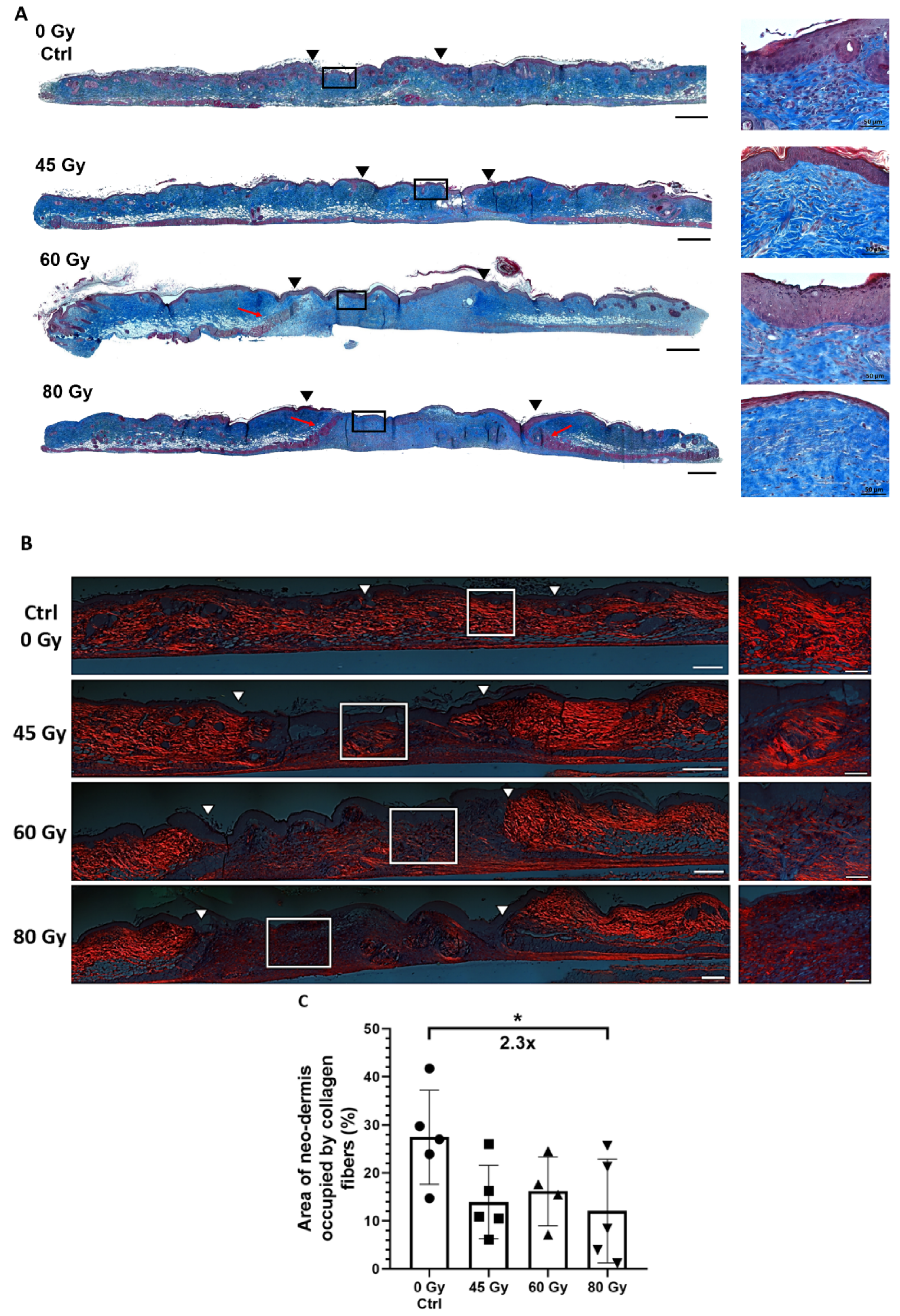 Surgeries 02 00004 g008