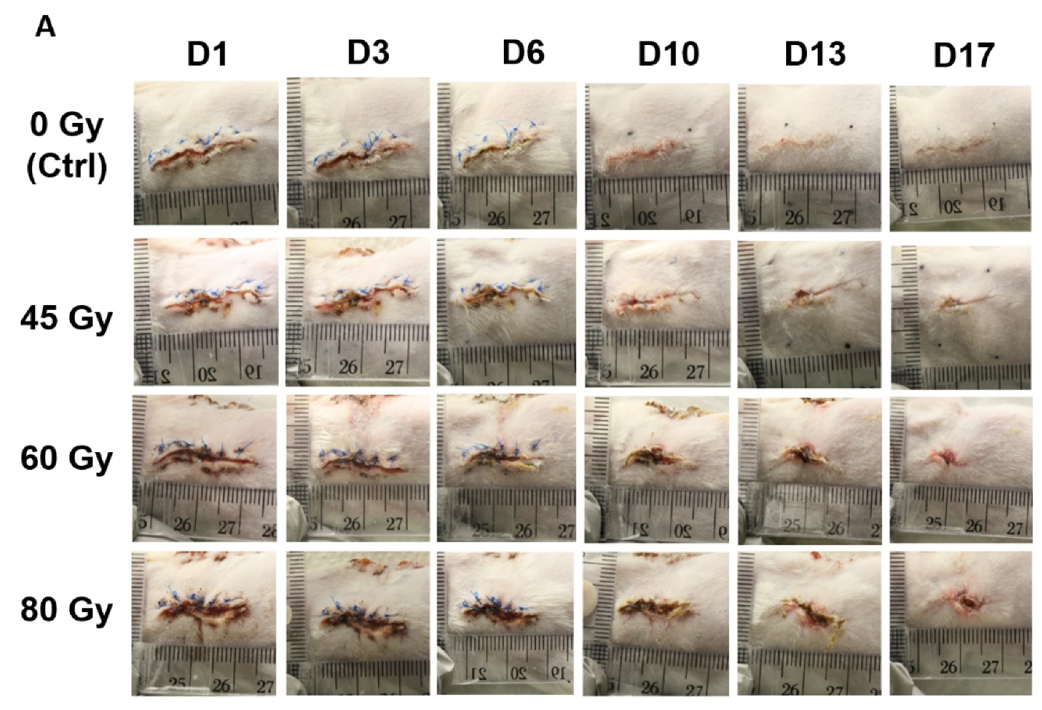 Surgeries 02 00004 g009a