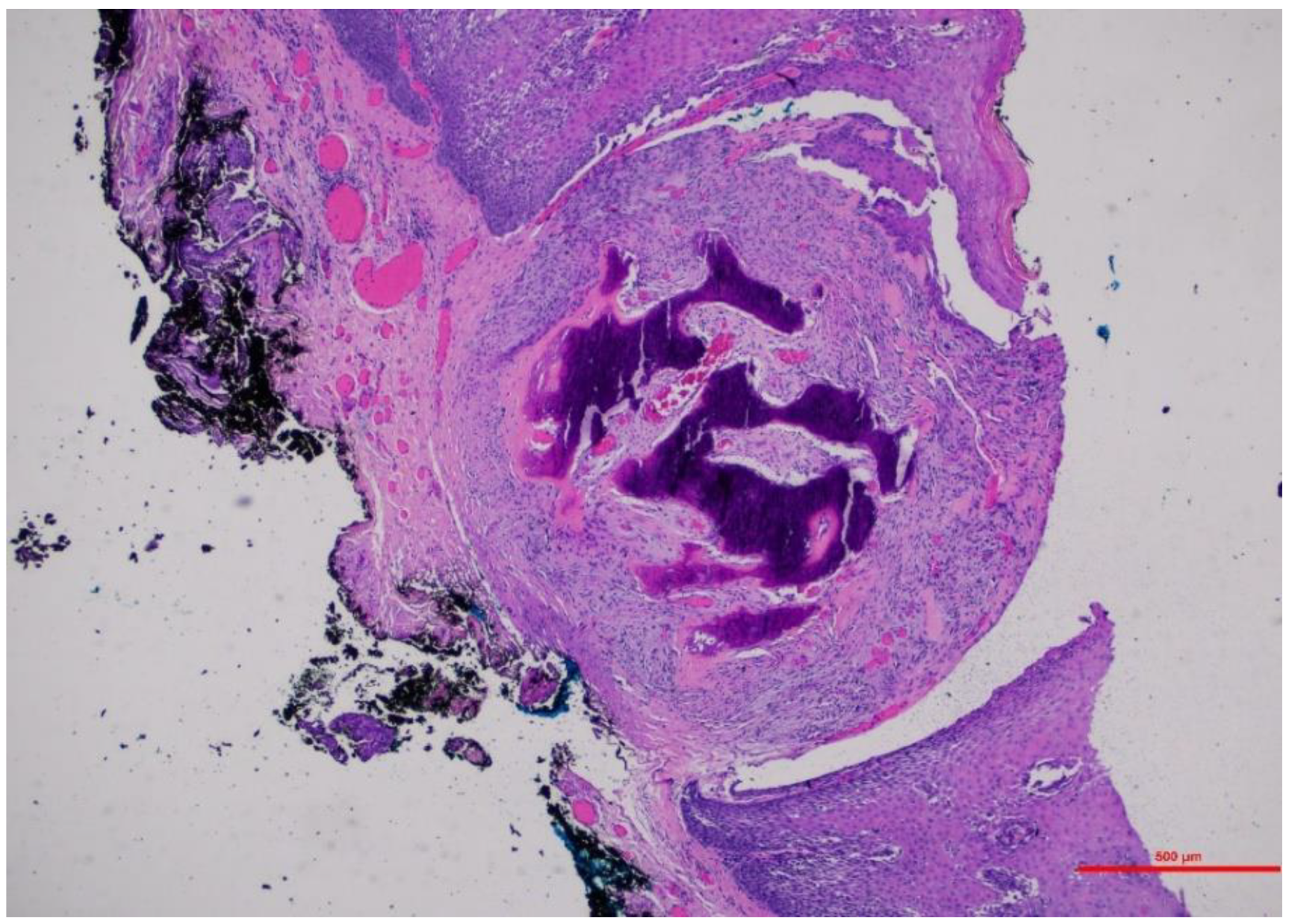 Surgeries 02 00038 g002