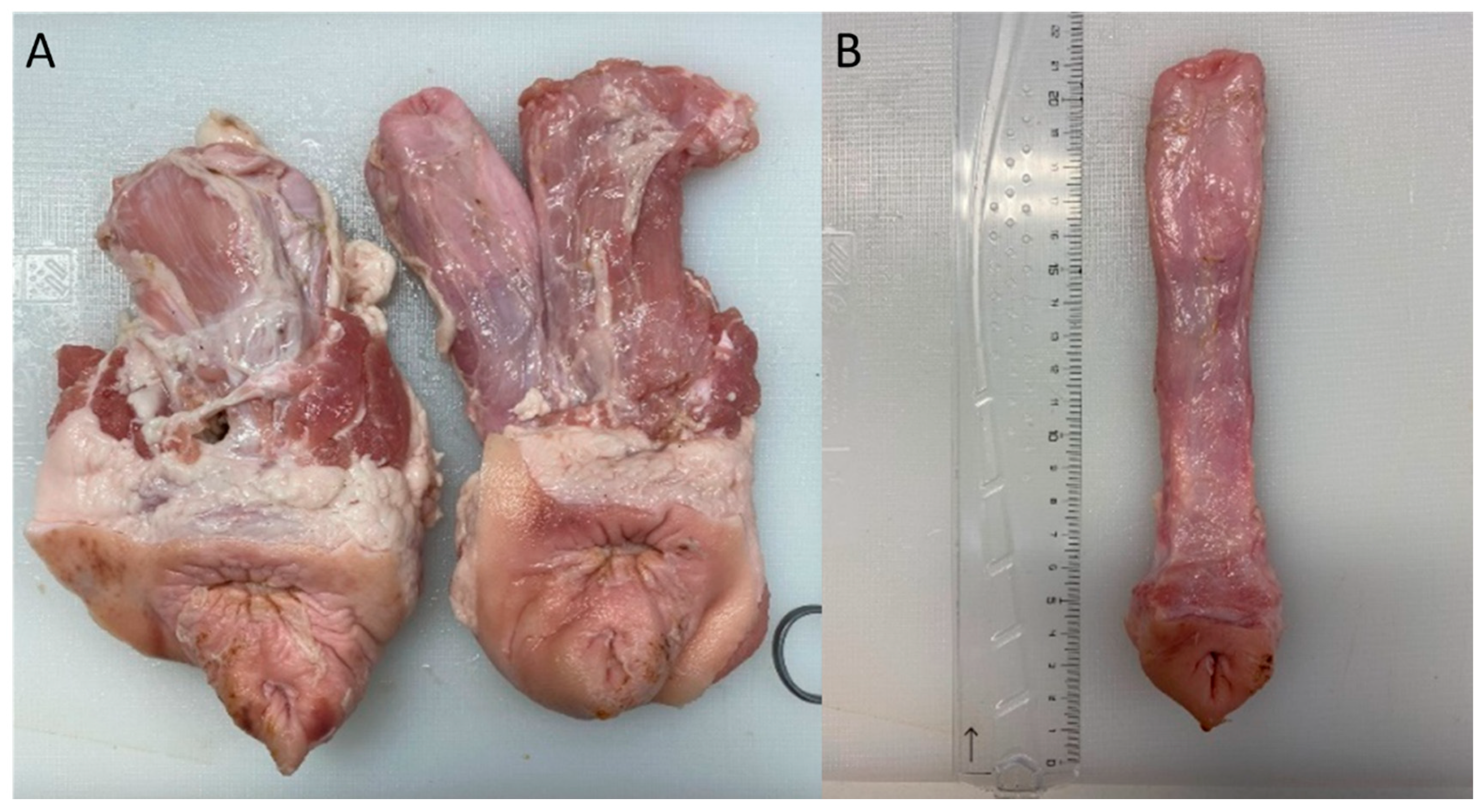 Surgeries 03 00012 g002