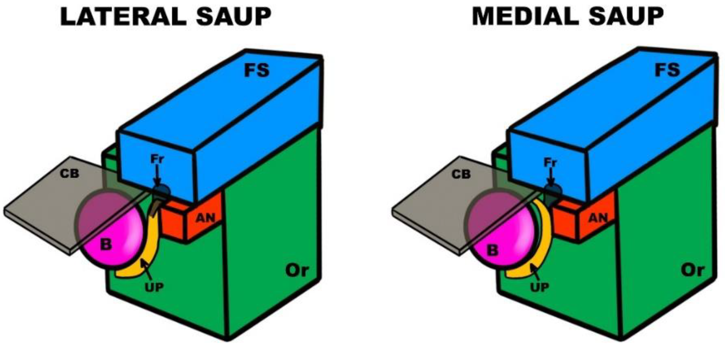 Surgeries 03 00015 g003
