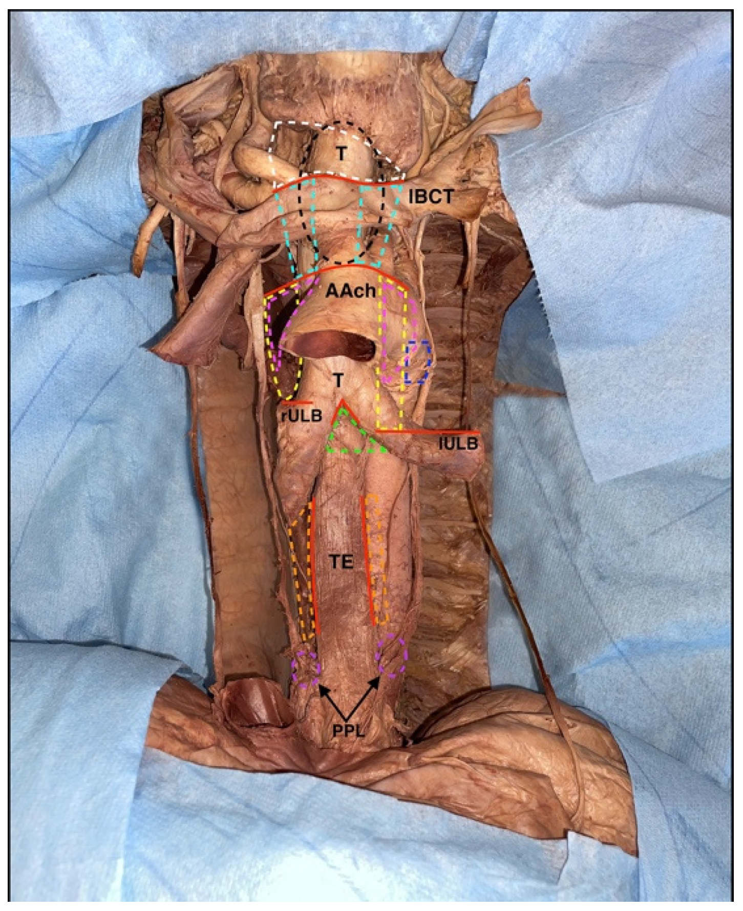 Surgeries 04 00046 g010