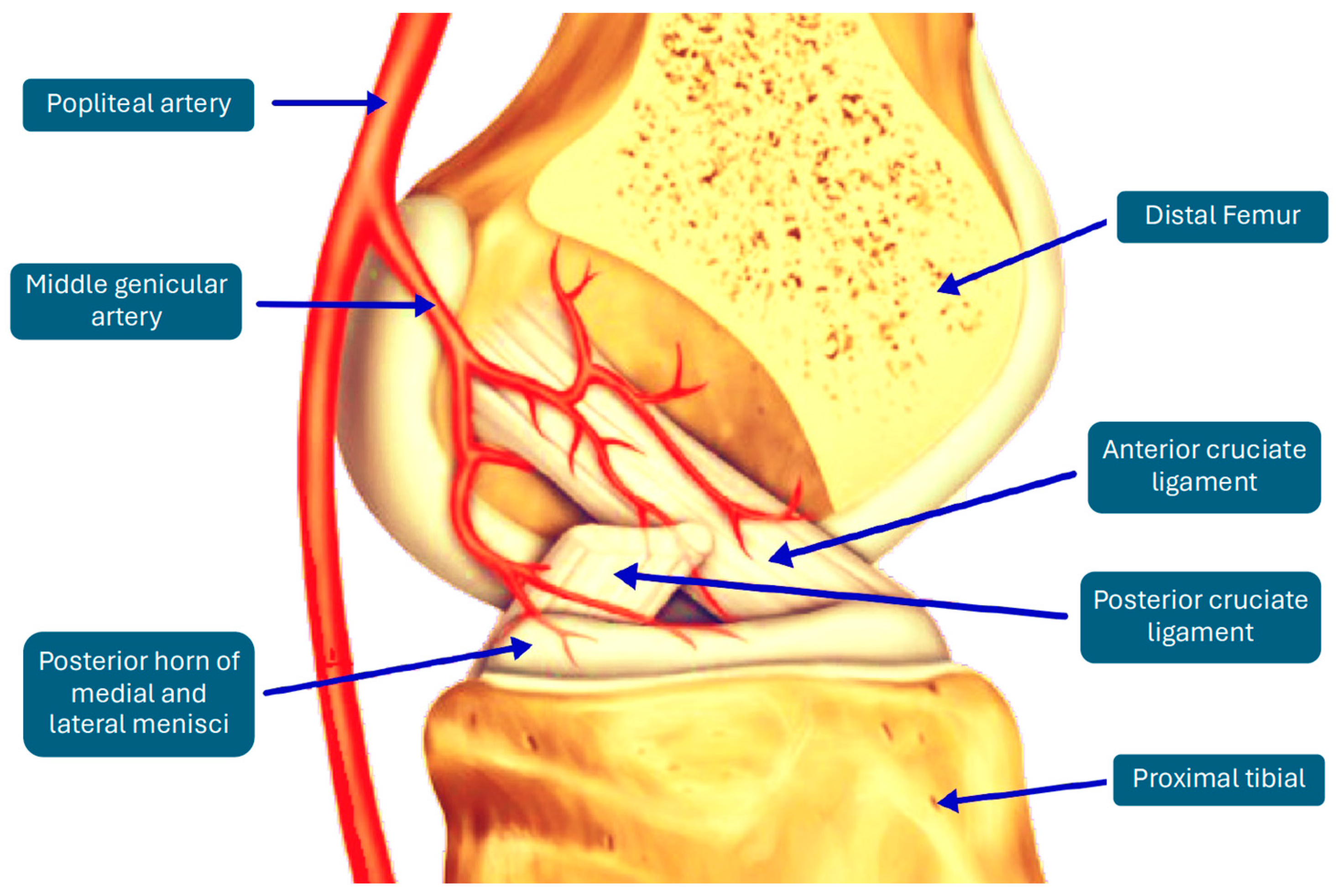 Surgeries 05 00022 g001