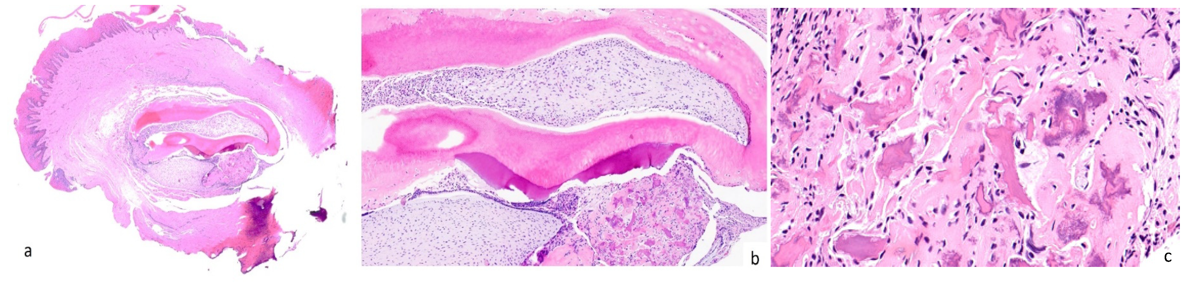 Surgeries 05 00032 g003