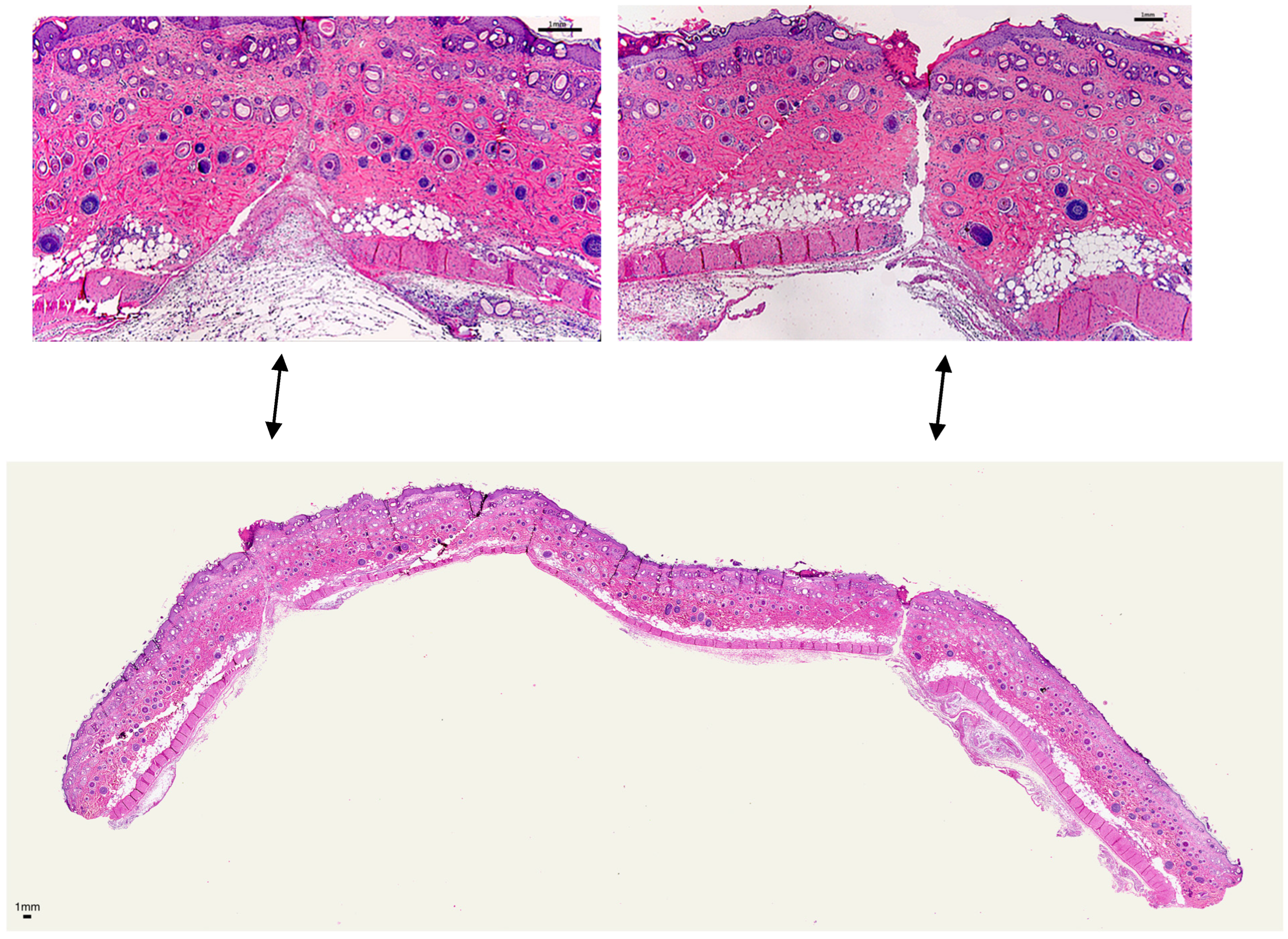 Surgeries 06 00030 g004