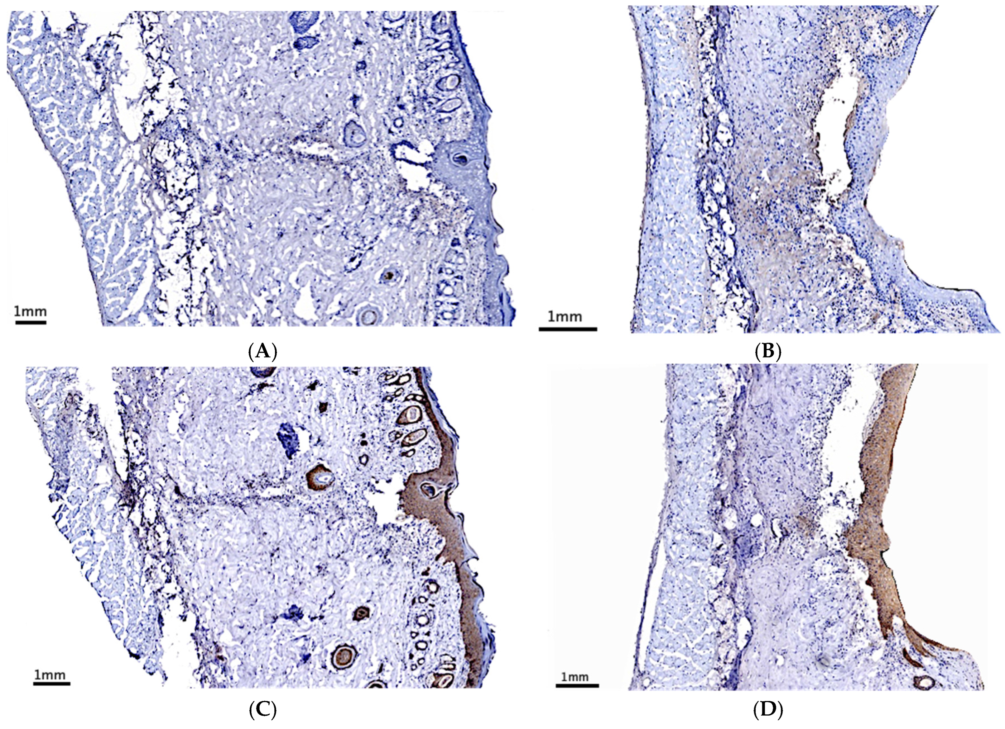 Surgeries 06 00030 g006