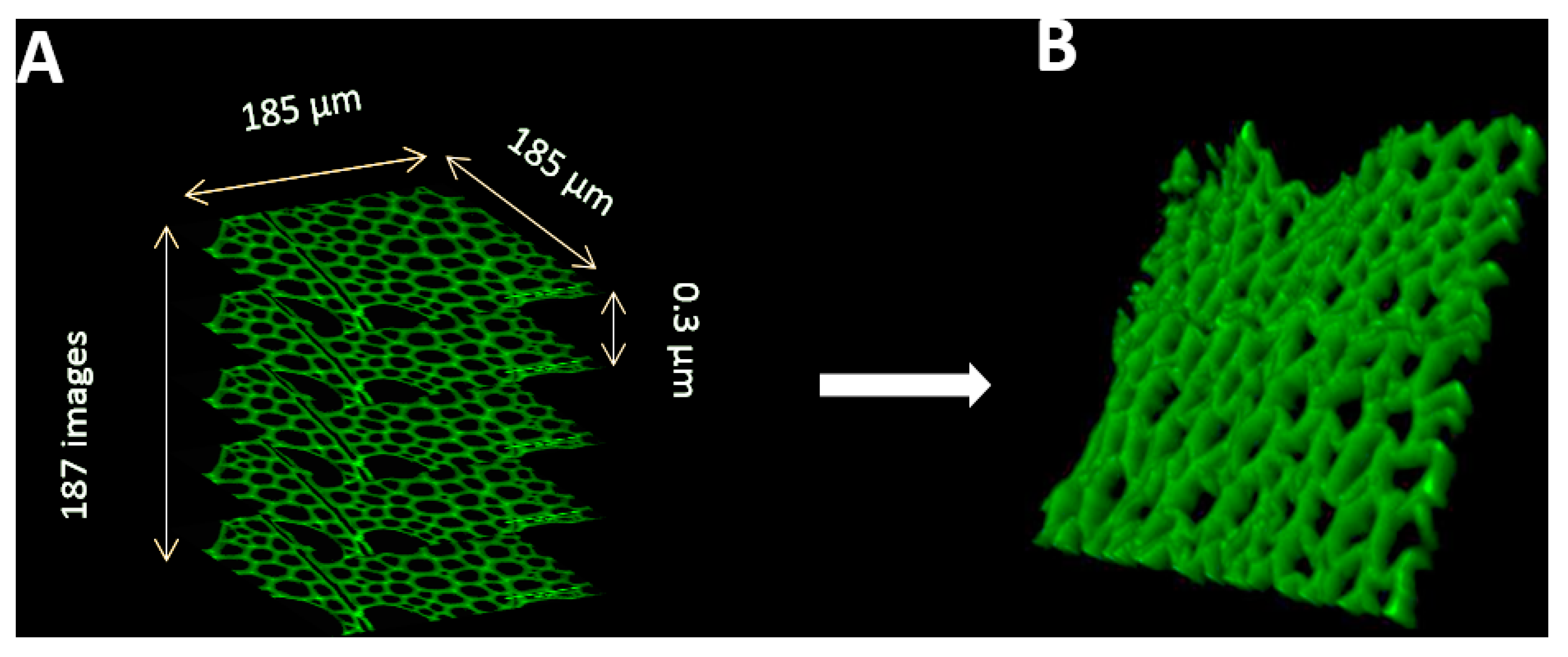 Suschem 01 00007 g005