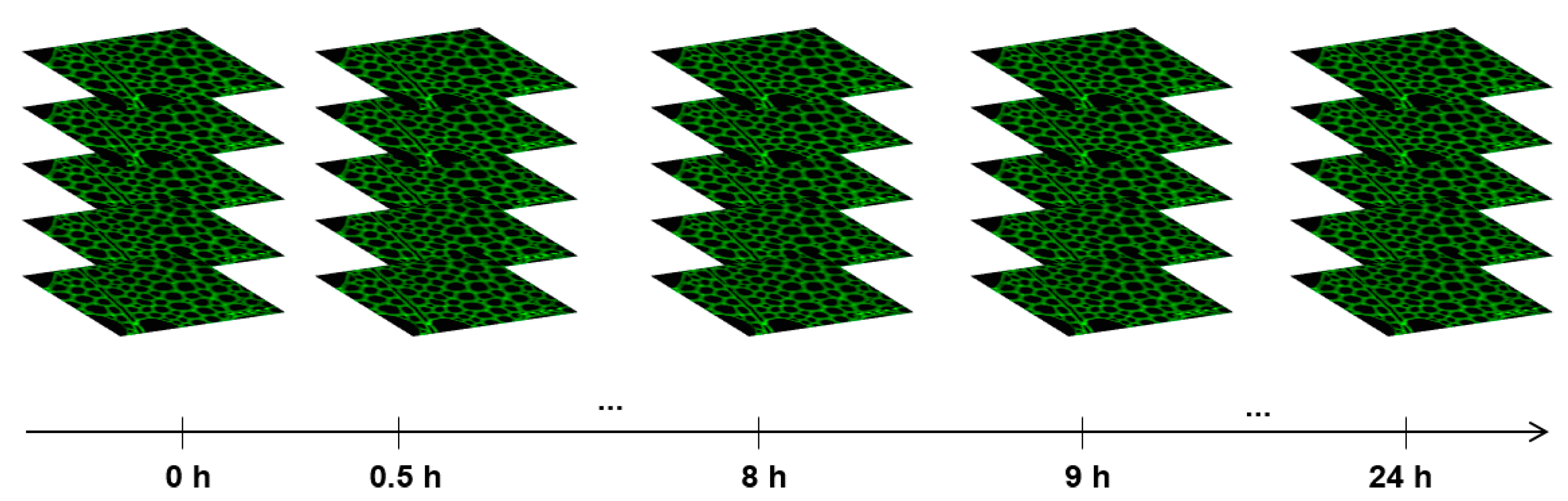 Suschem 01 00007 g006