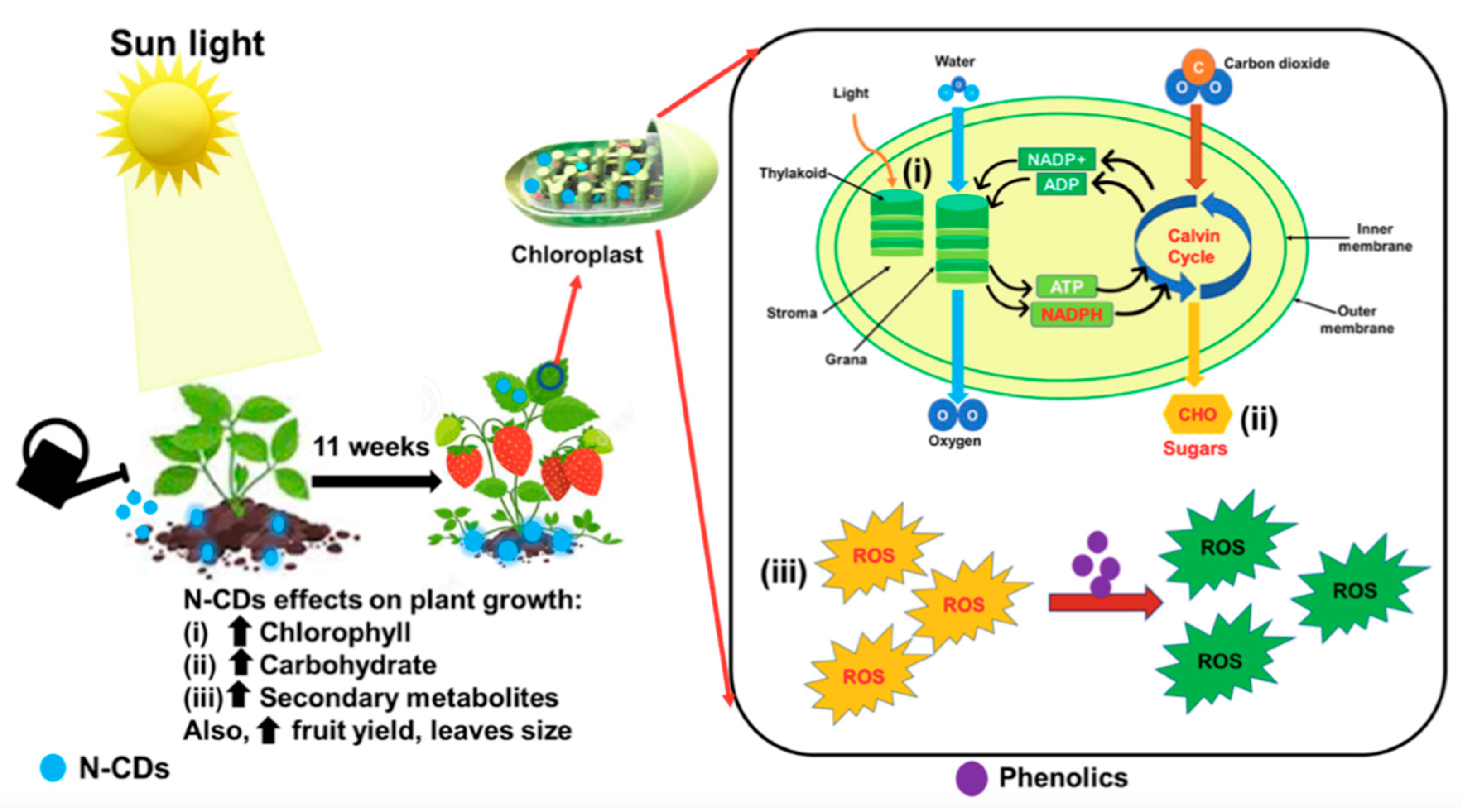 Suschem 05 00007 g004