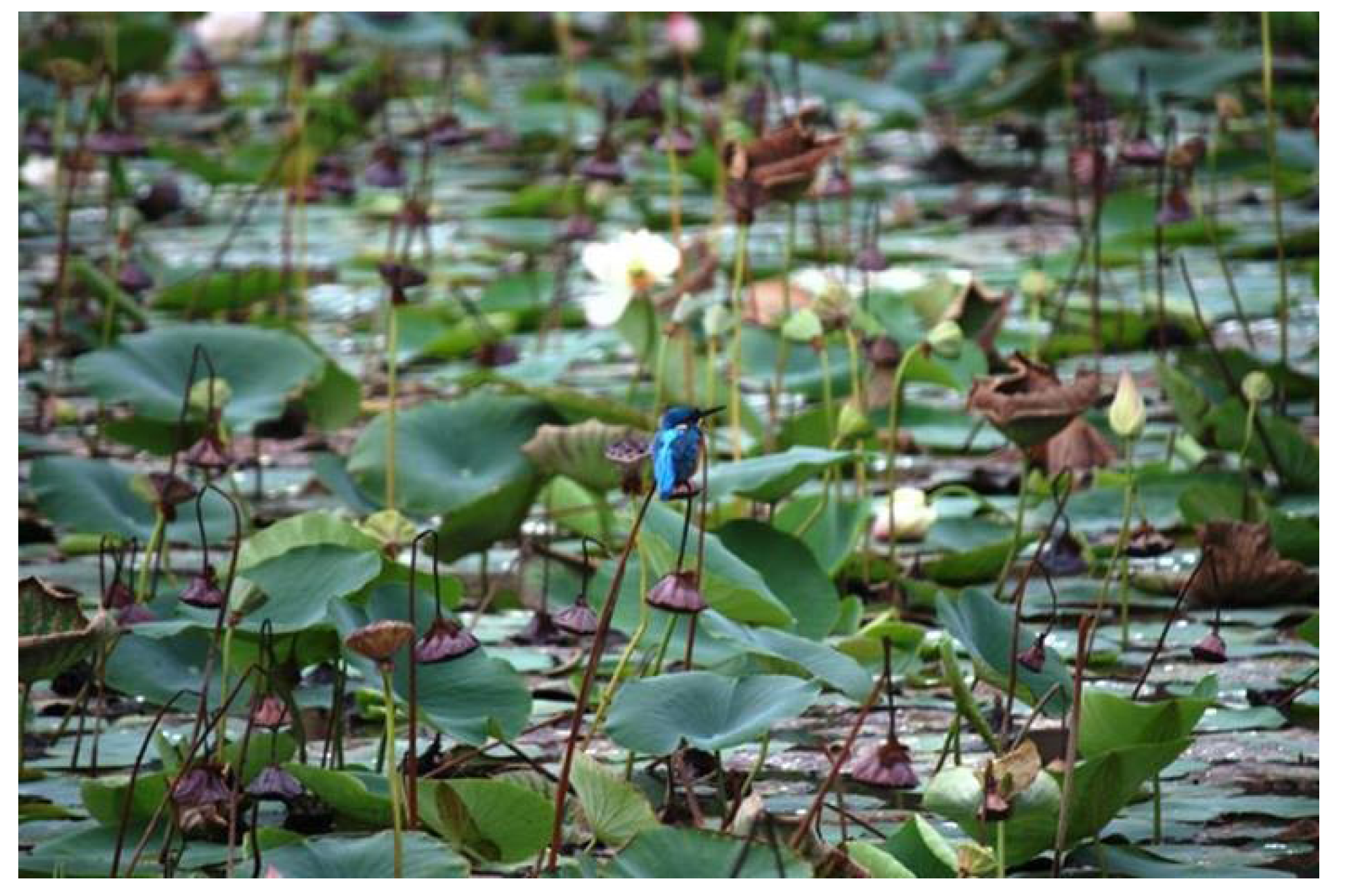 Sustainability 06 00474 g003