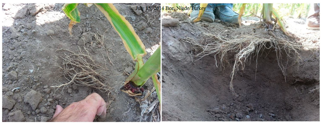 Sustainability 07 02161 g003 1024