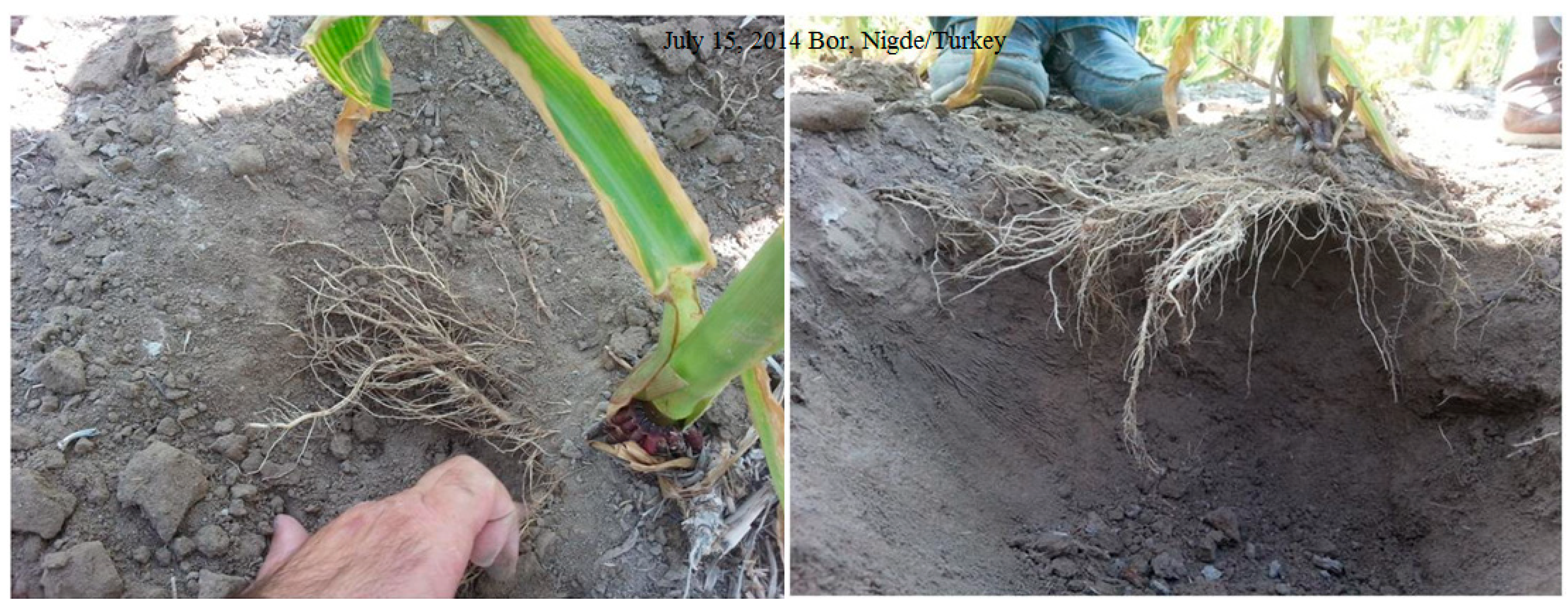 Sustainability 07 02161 g003