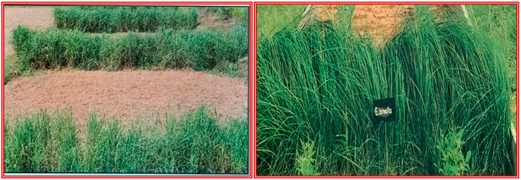 Sustainability 07 03528 g007 1024