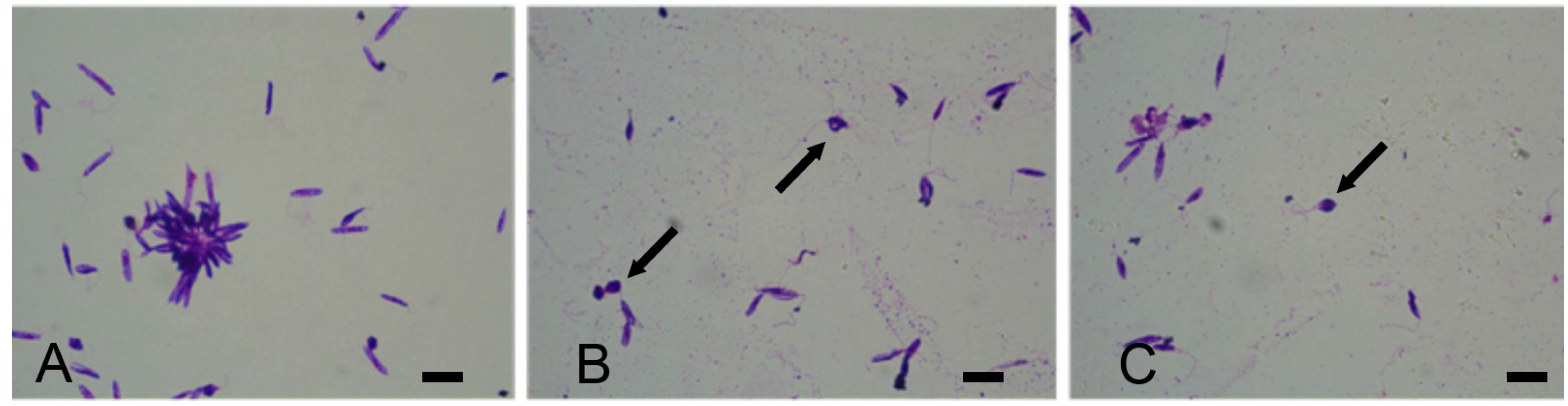 Sustainability 08 01131 g003