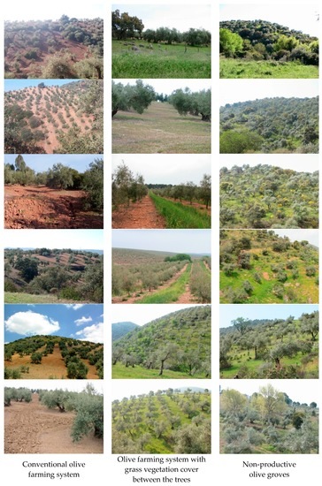 Sustainability 08 01160 g006b 550