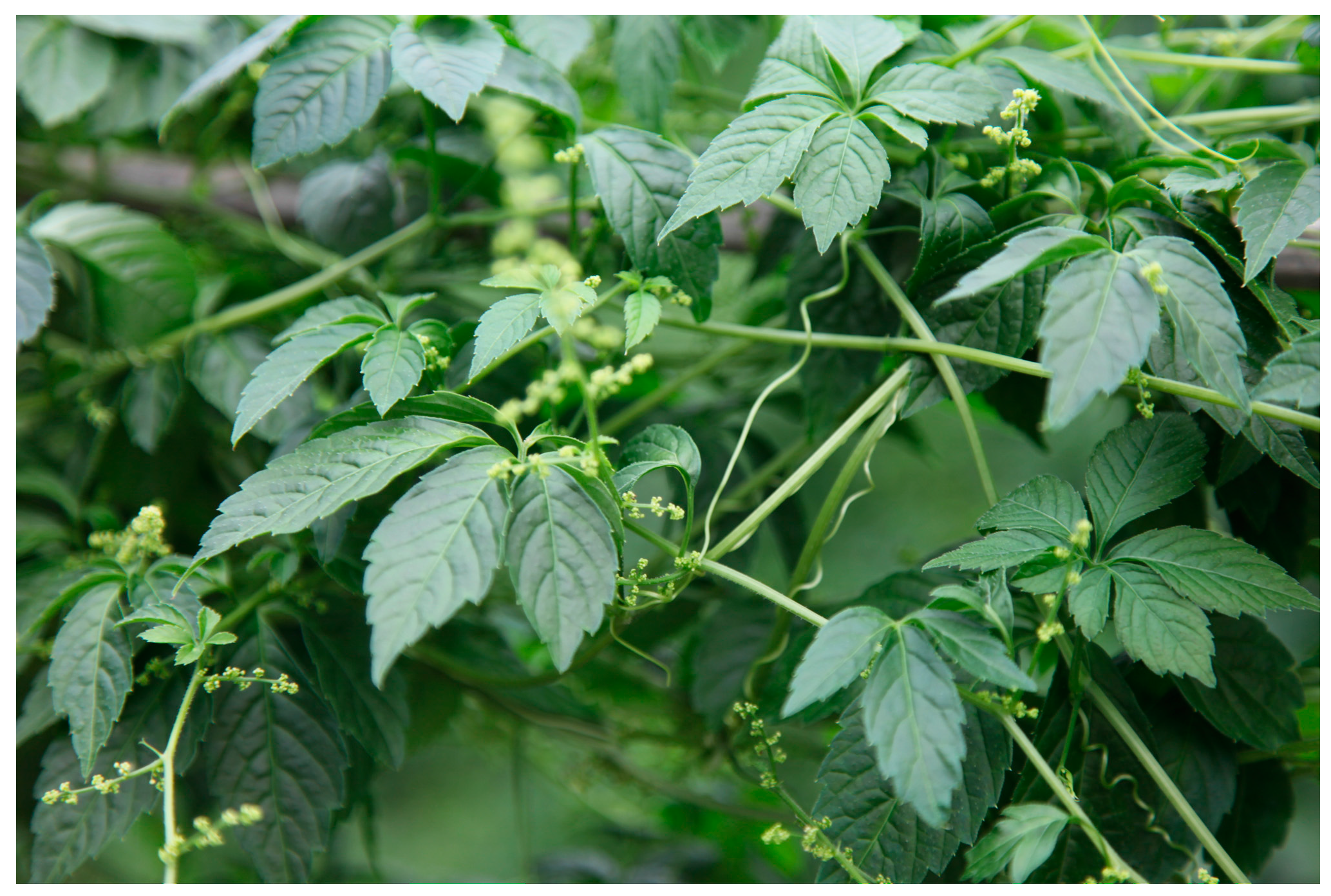 Sustainability 09 01114 g001