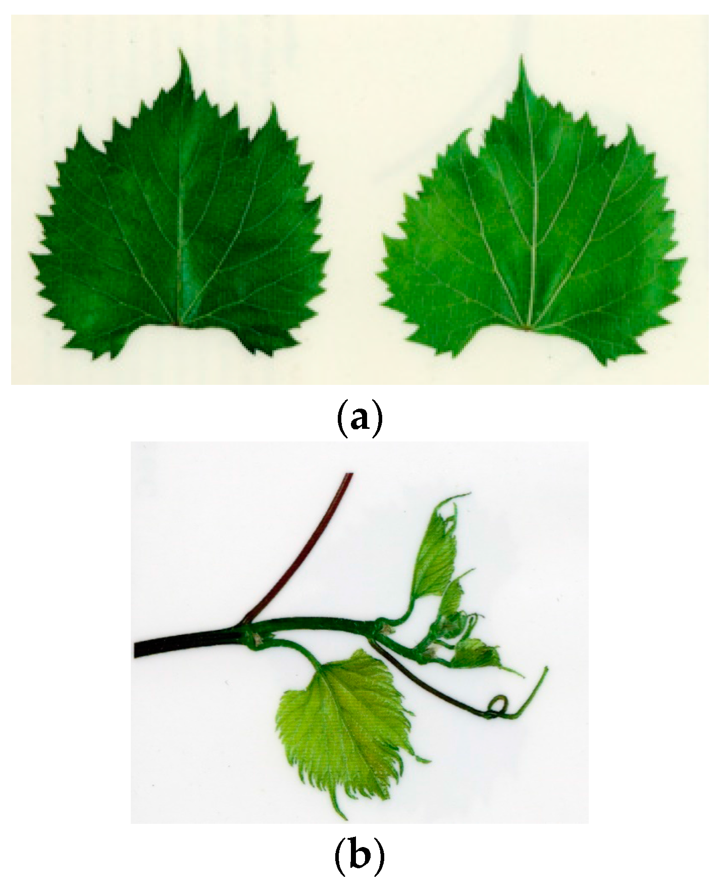 Sustainability 09 01275 g004