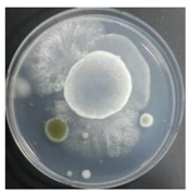 Sustainability 10 01123 i038