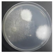 Sustainability 10 01123 i054