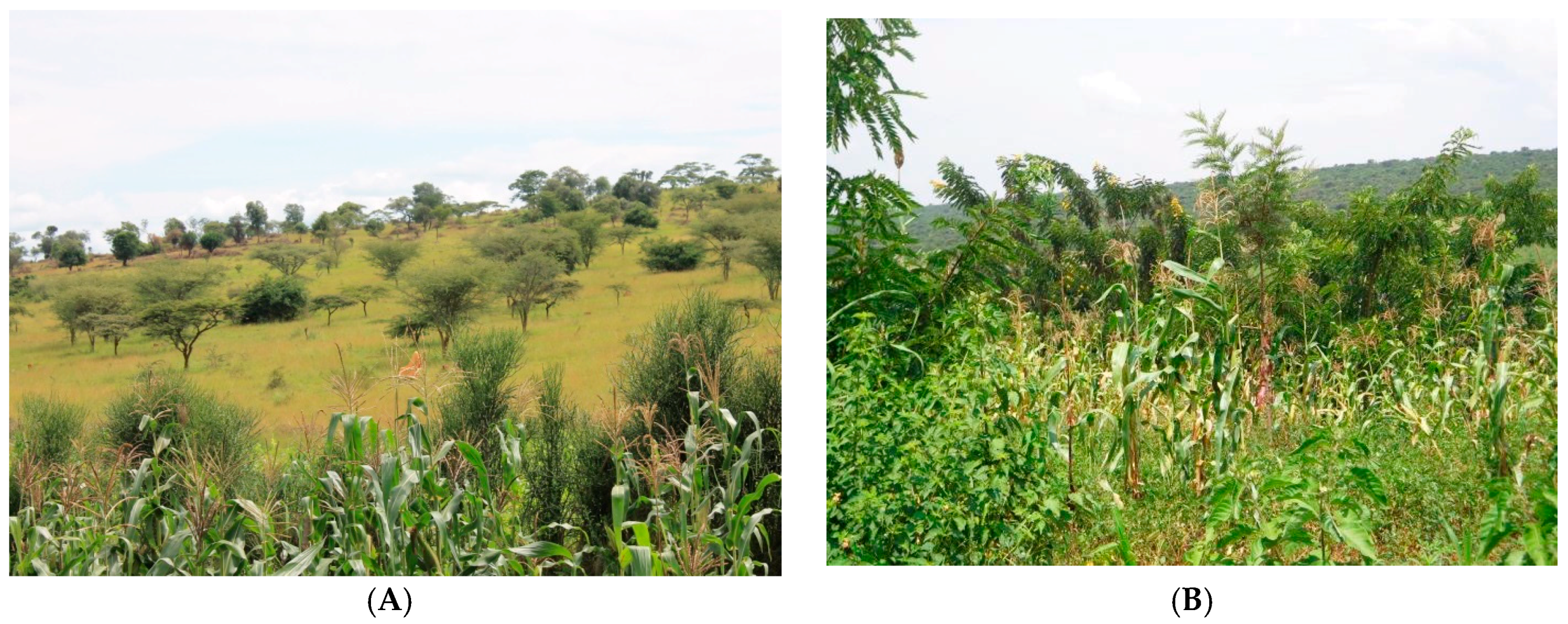 Sustainability 10 01360 g003a