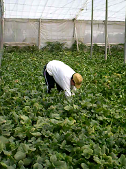 Sustainability 10 02729 i006 Sustainability 10 02729 i006