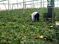 Sustainability 10 02729 i007 Sustainability 10 02729 i007