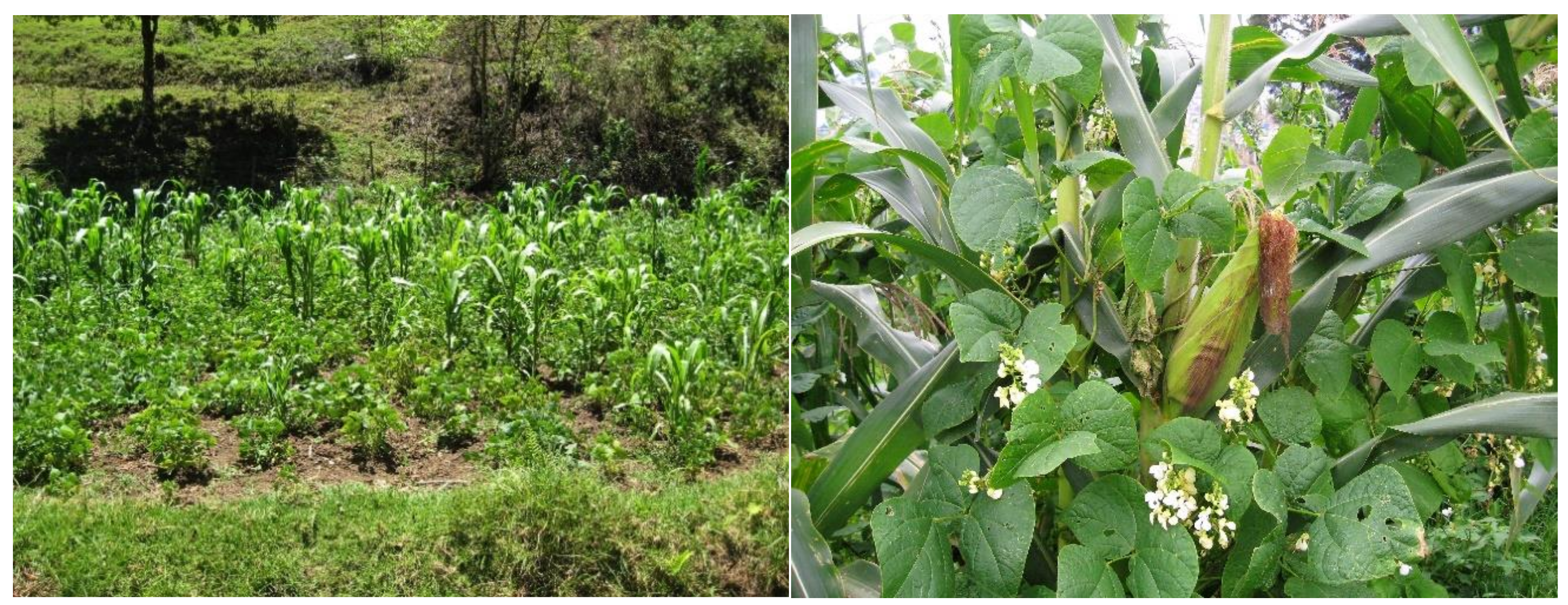 Sustainability 10 02834 g001 Sustainability 10 02834 g001