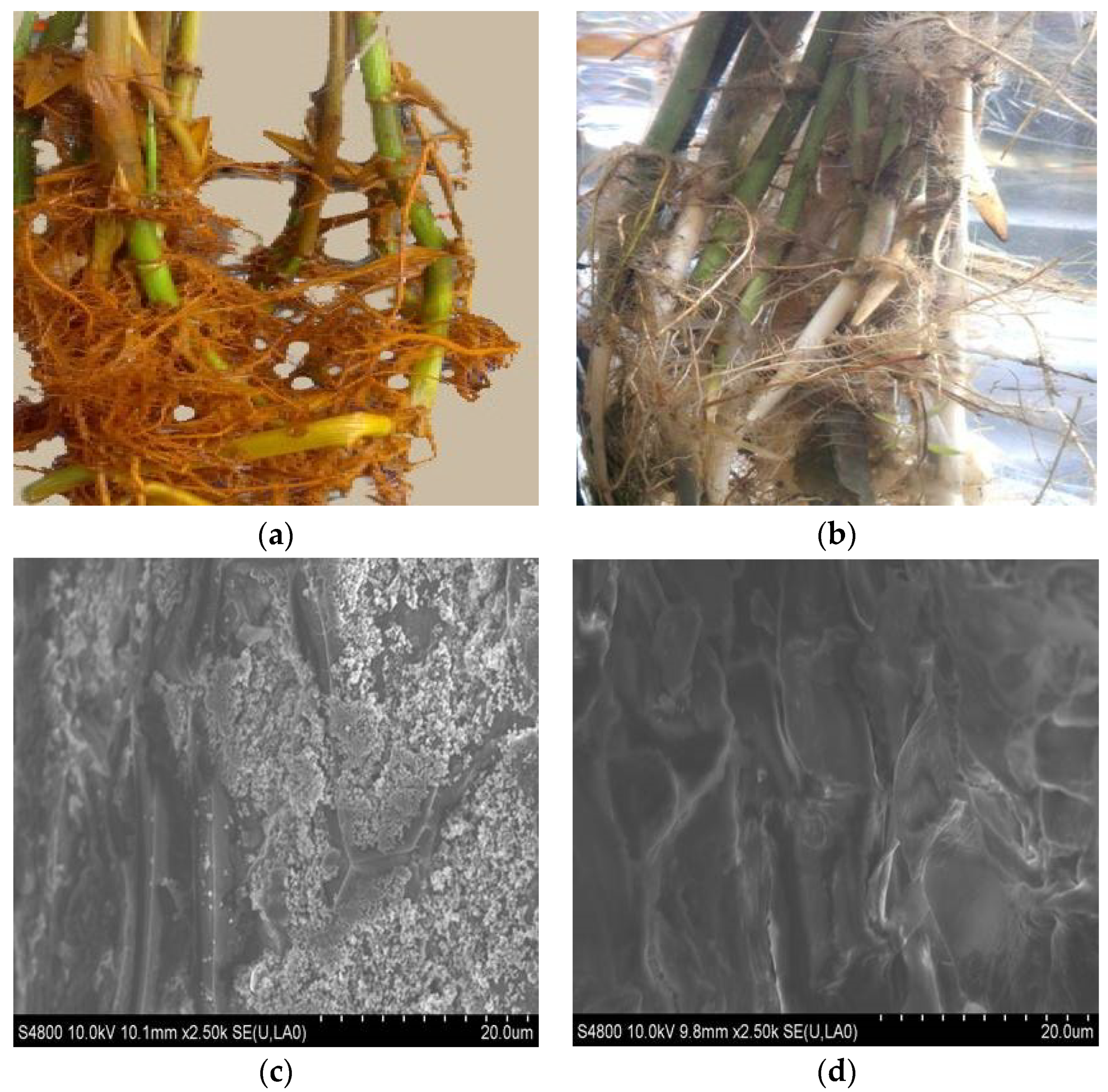 Sustainability 10 04578 g001