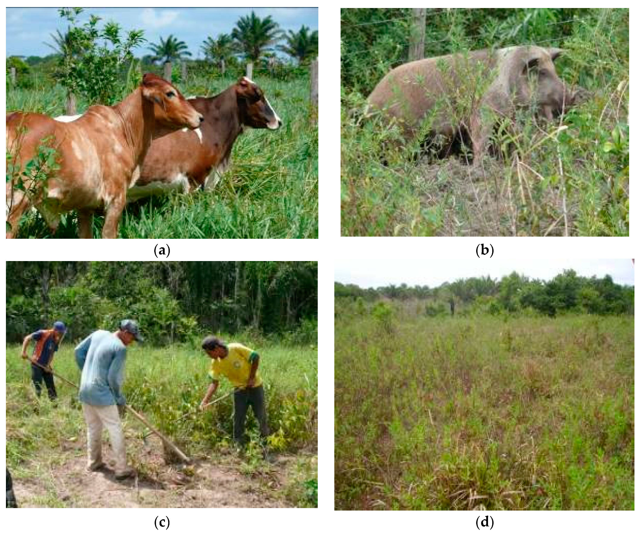 Sustainability 11 01729 g001