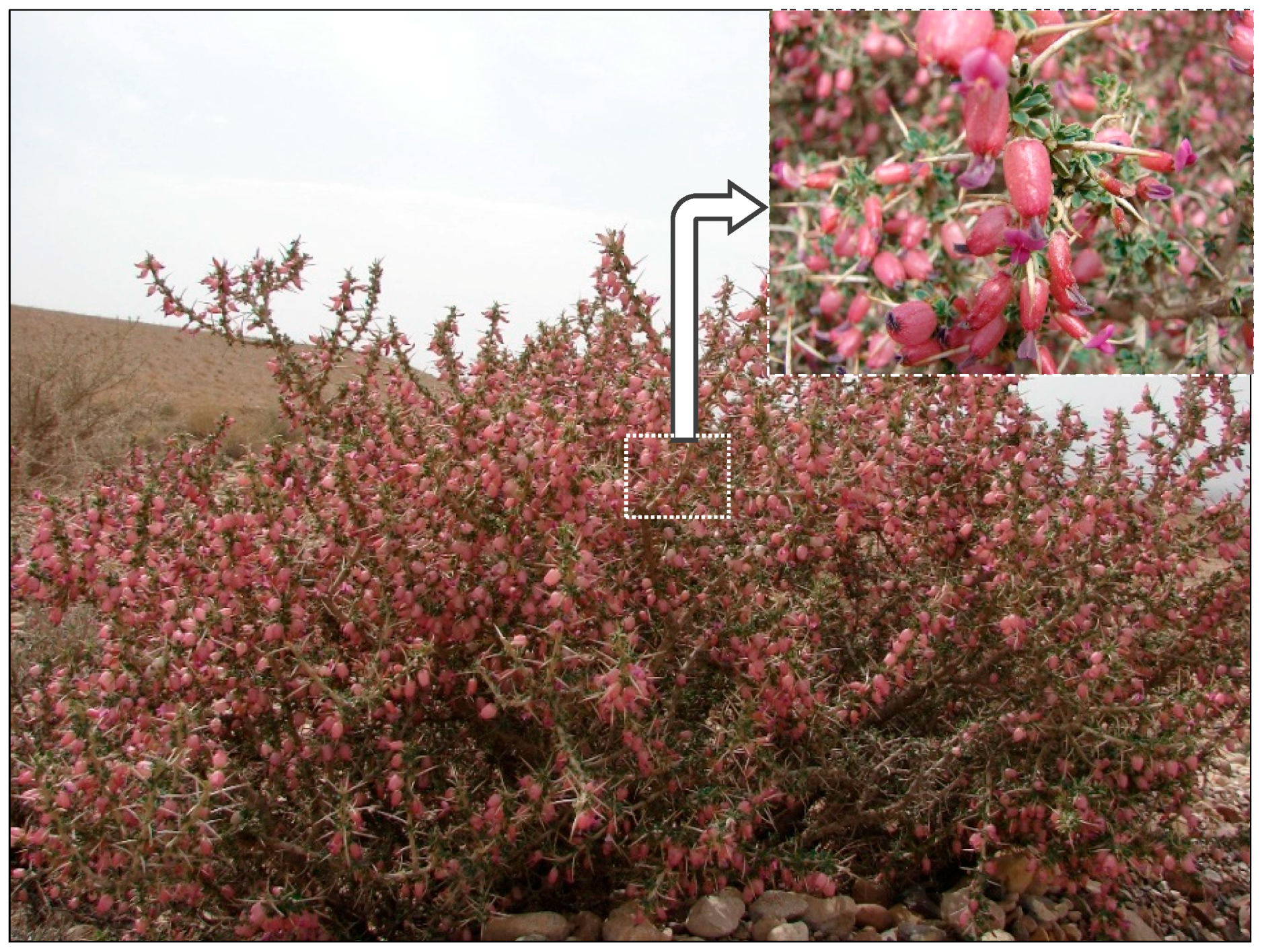 Sustainability 11 03452 g003 Sustainability 11 03452 g003