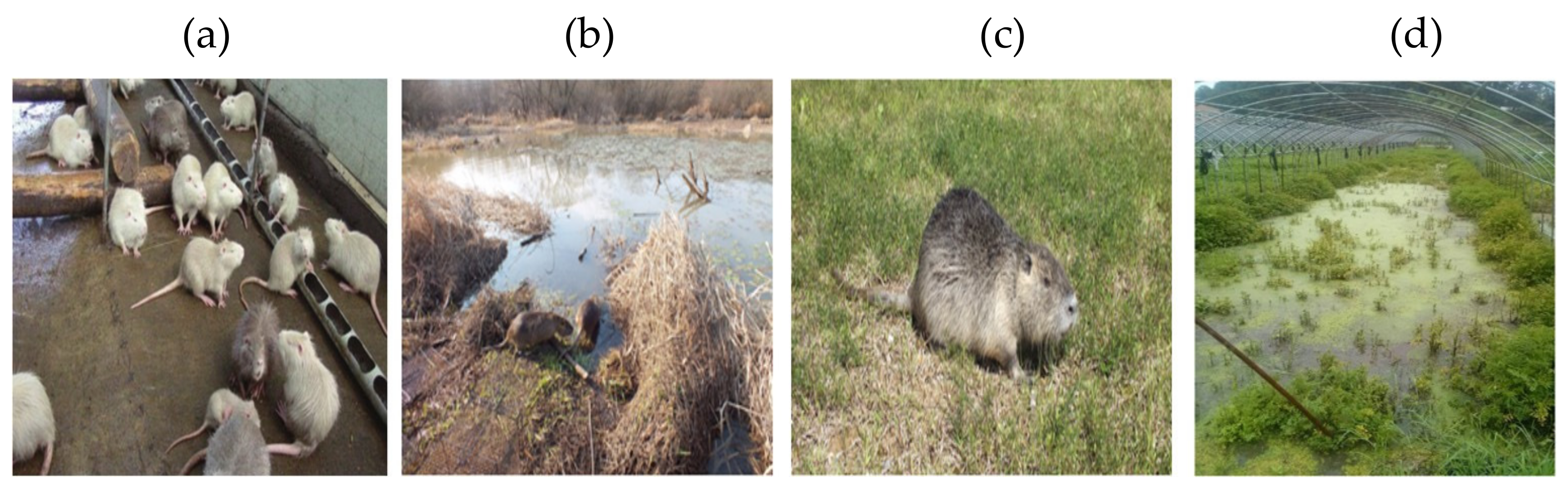 Sustainability 11 04169 g001 Sustainability 11 04169 g001