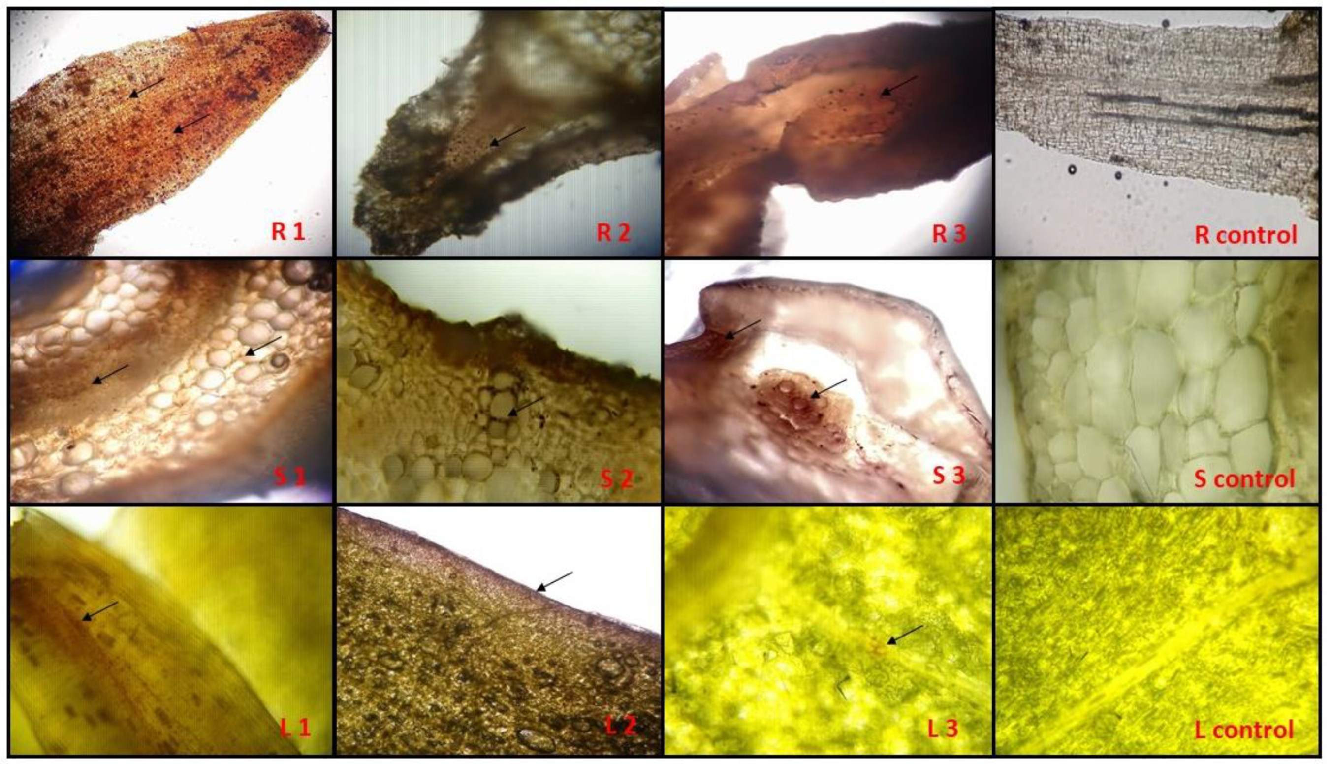 Sustainability 11 05018 g002