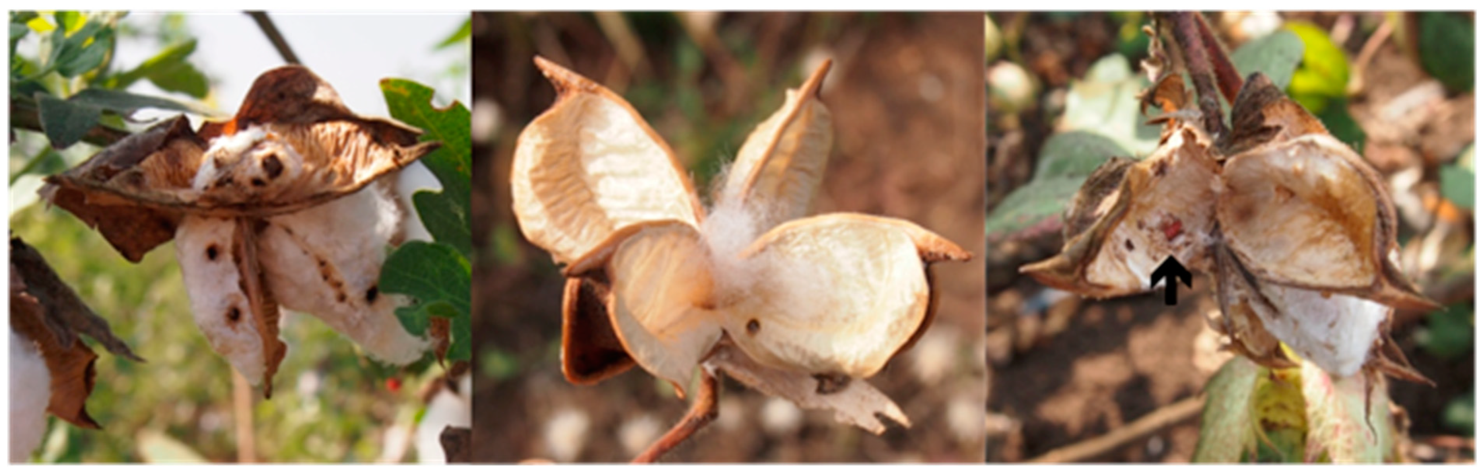 Sustainability 11 06353 g001