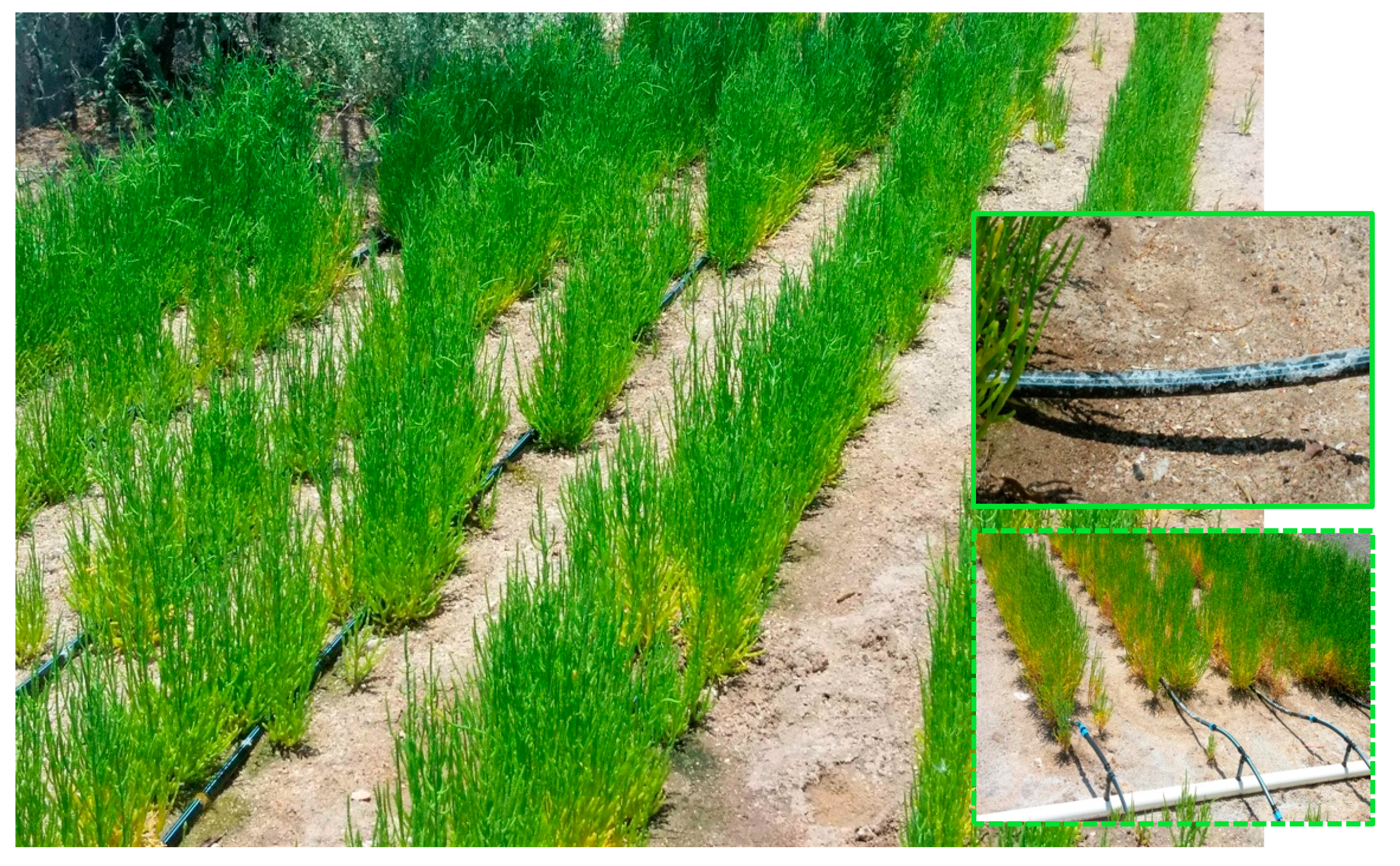 Sustainability 12 00707 g007