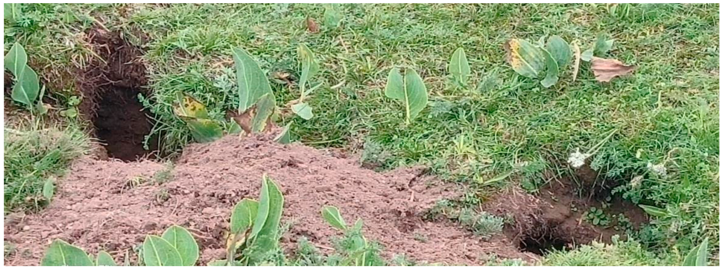 Sustainability 12 01099 g004b