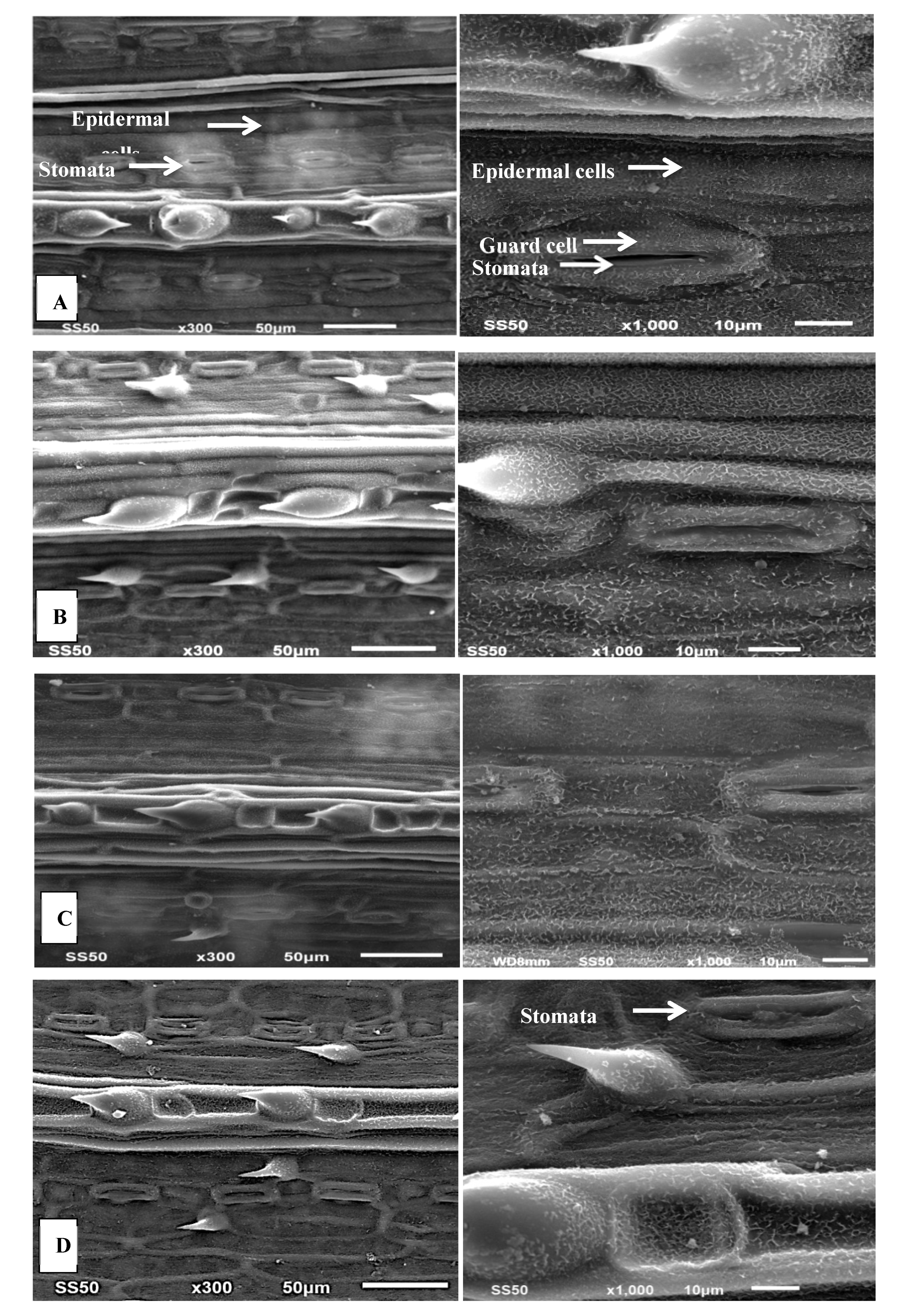 Sustainability 12 01736 g005