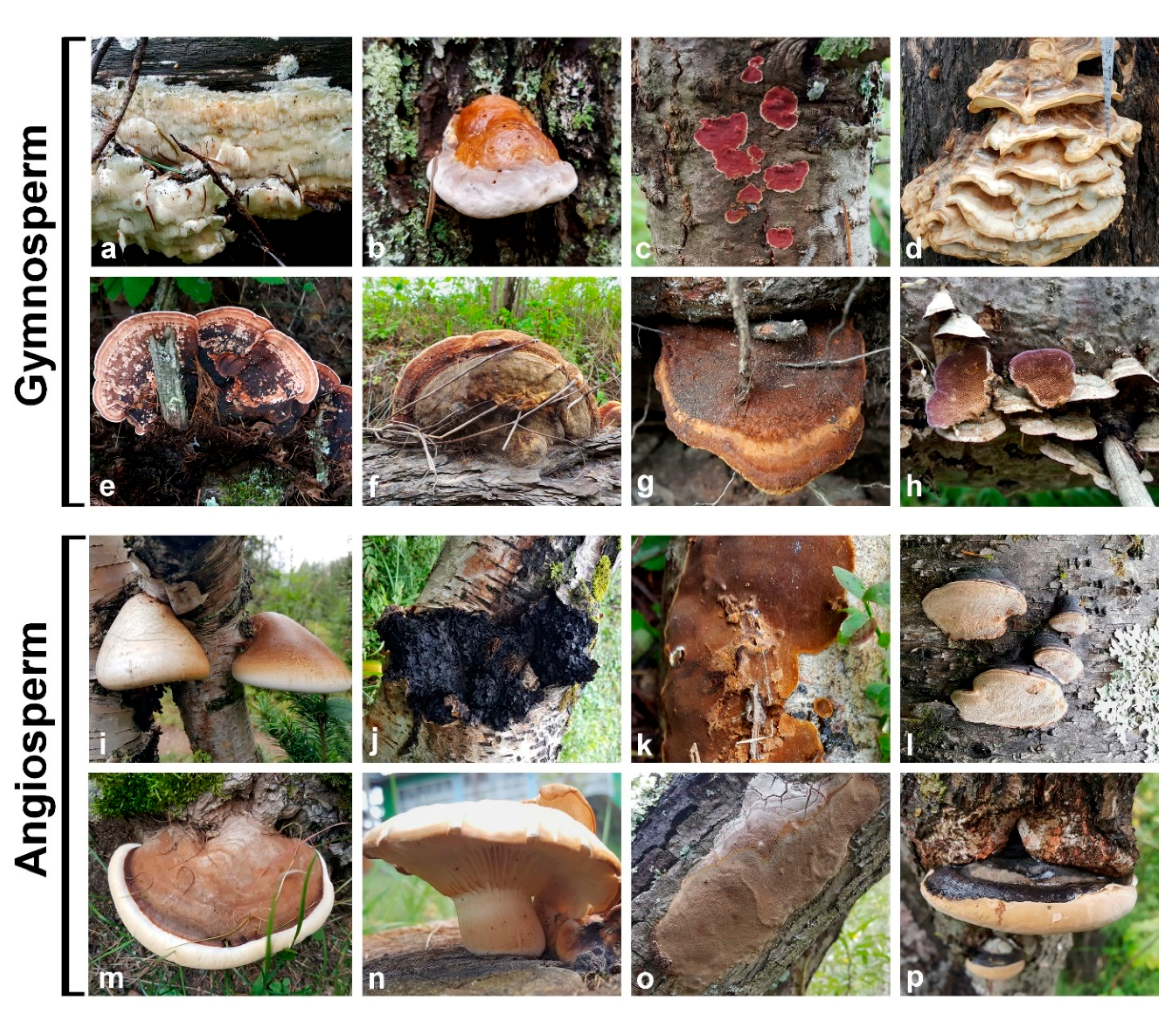 Sustainability 12 02535 g002