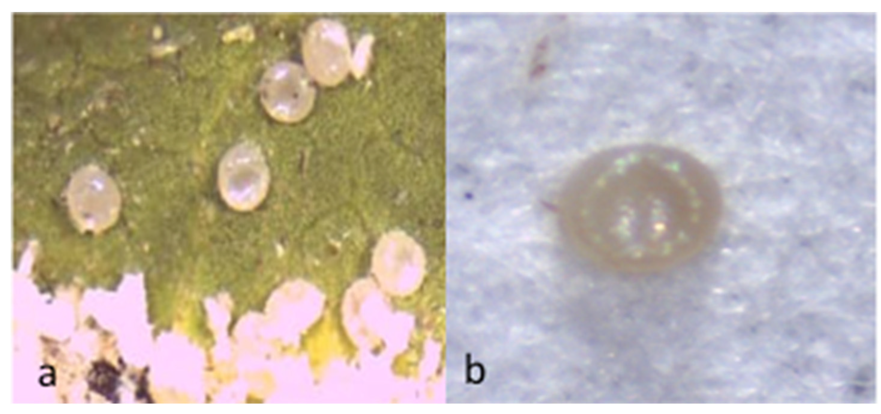 Sustainability 12 03155 g001