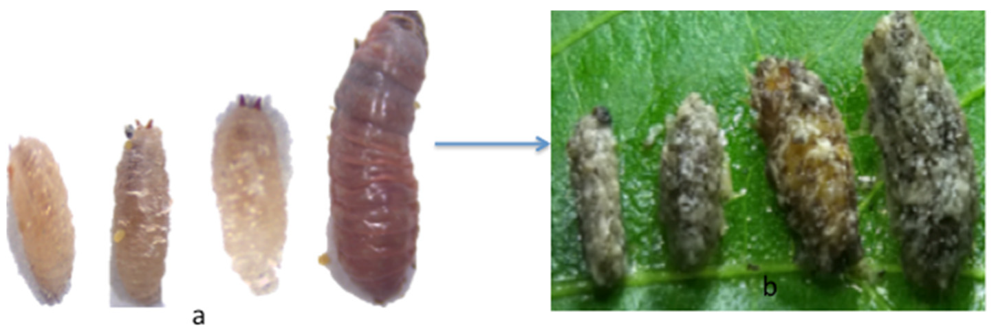 Sustainability 12 03155 g002