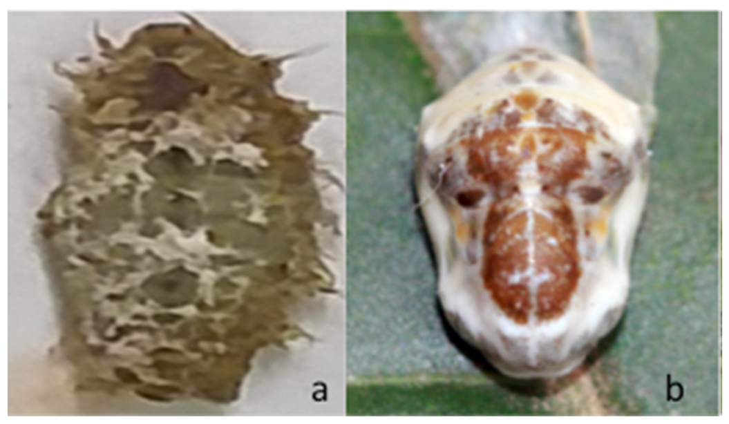 Sustainability 12 03155 g003