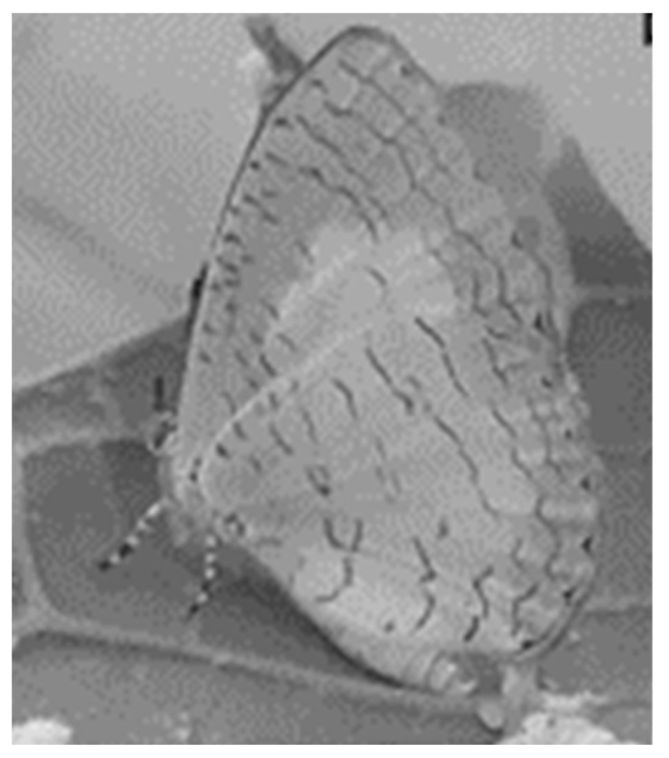 Sustainability 12 03155 g004