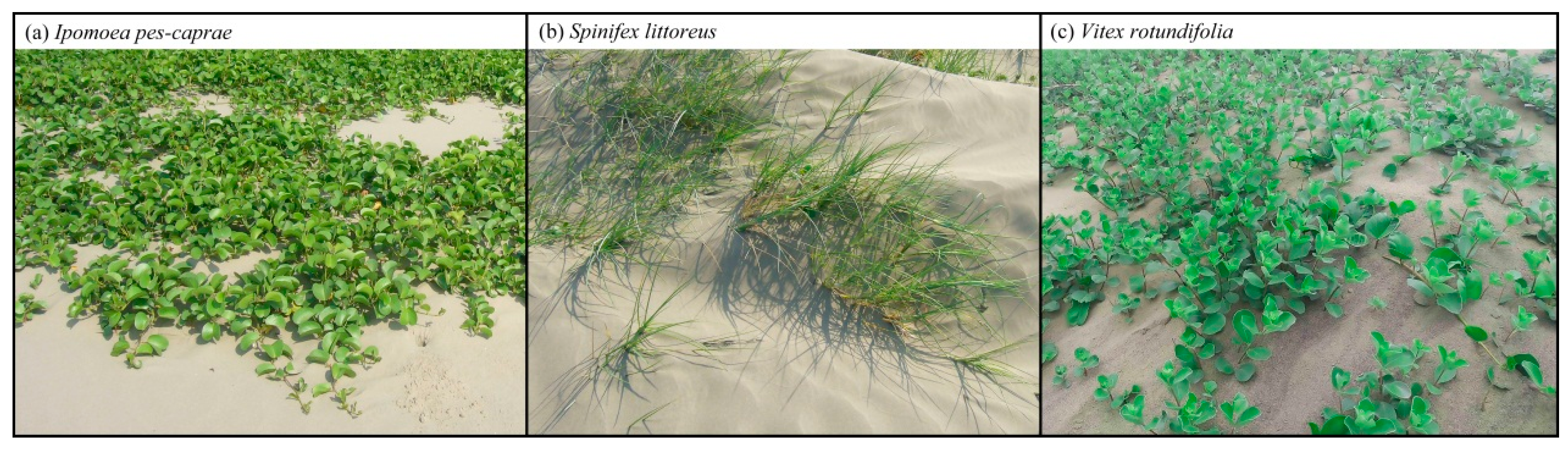 Sustainability 12 03353 g001